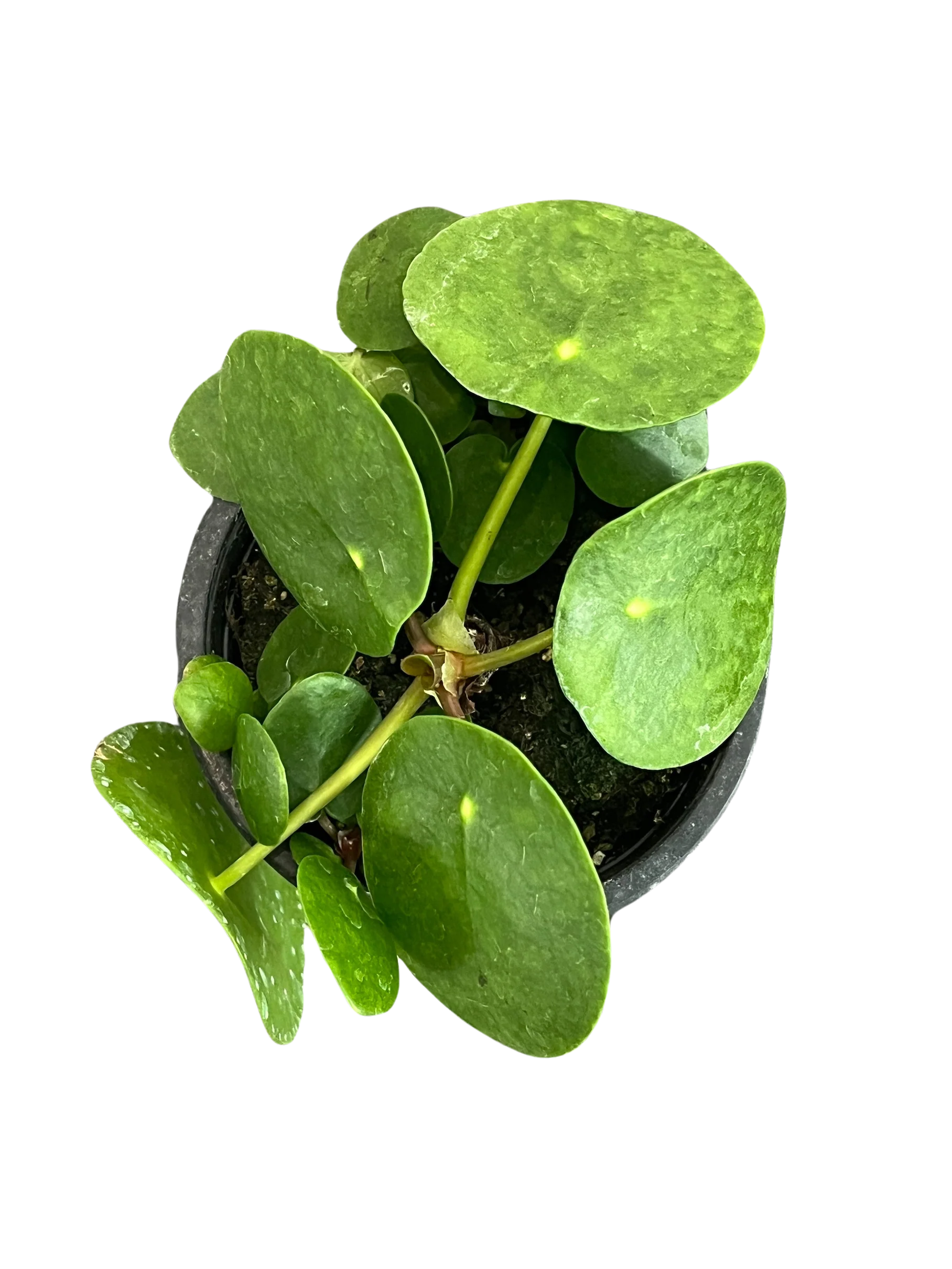 Chinese Money Plant - Image 4