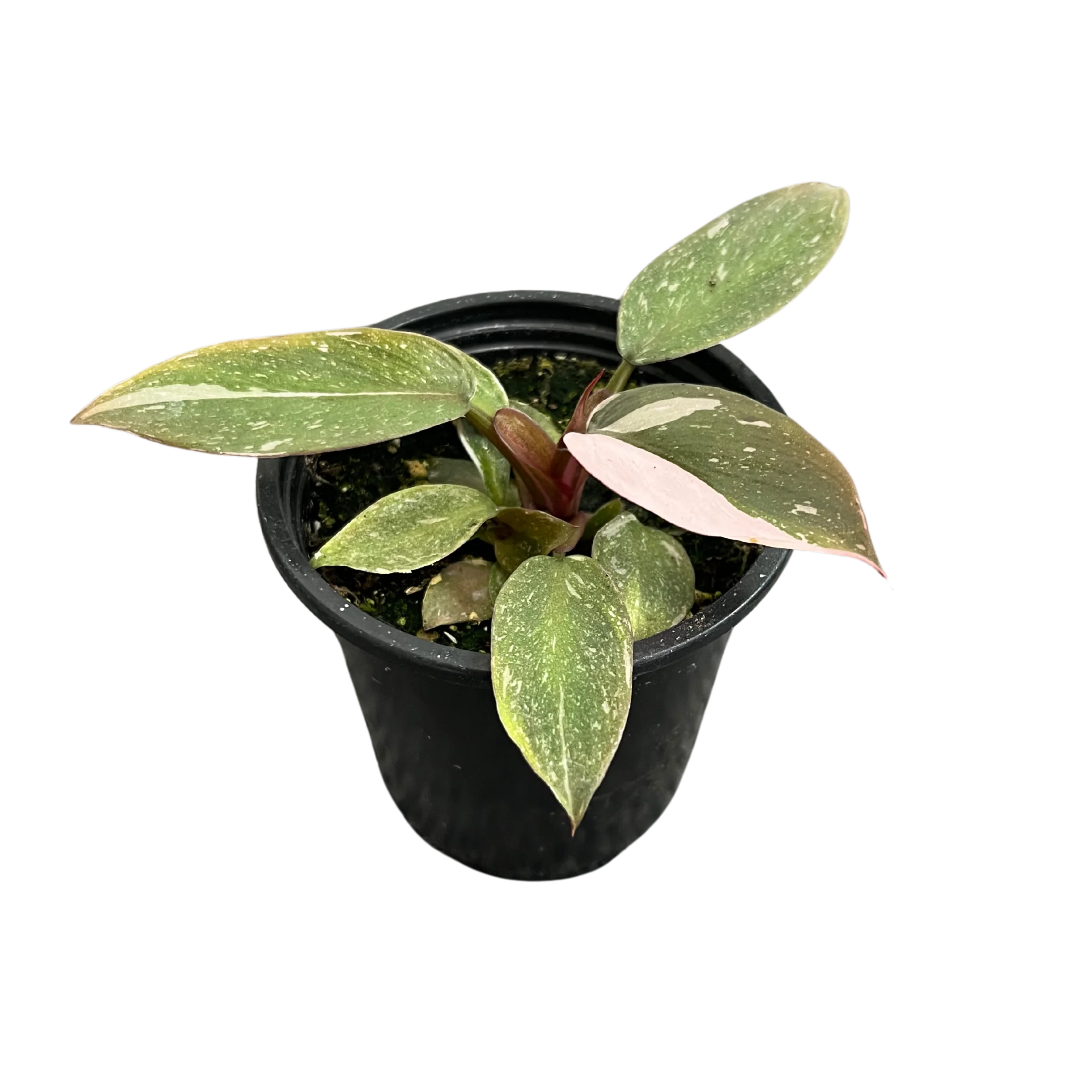 Philodendron Pink Princess