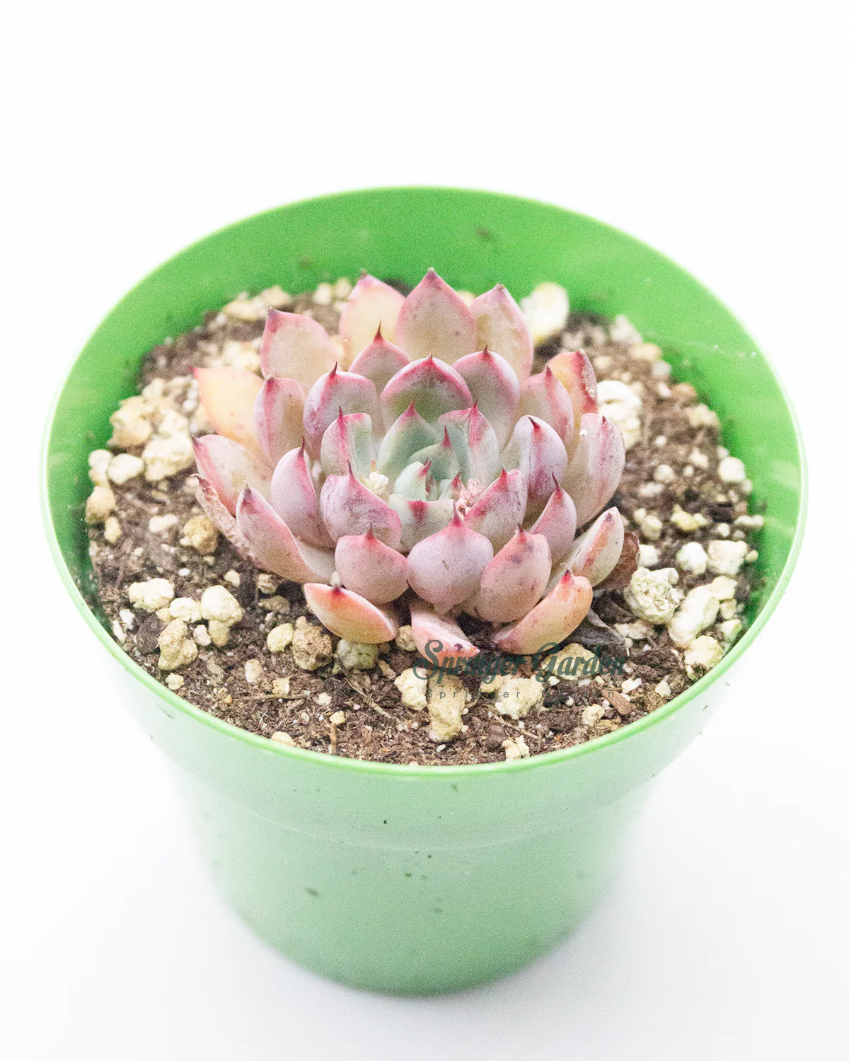 Echeveria Cuspidata var. Zaragozae - Image 2