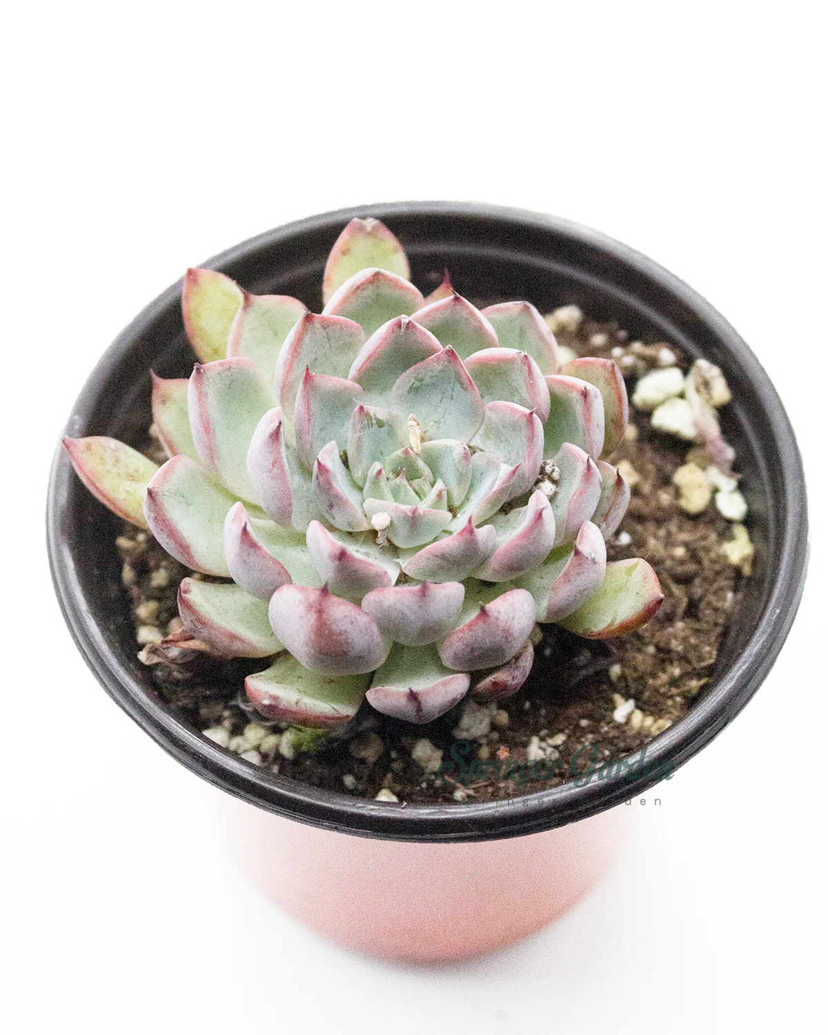 Echeveria Cuspidata var. Zaragozae - Image 3