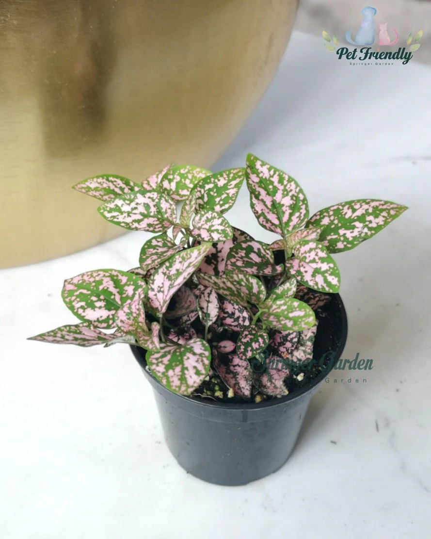 Polka Dot Plant - Image 2