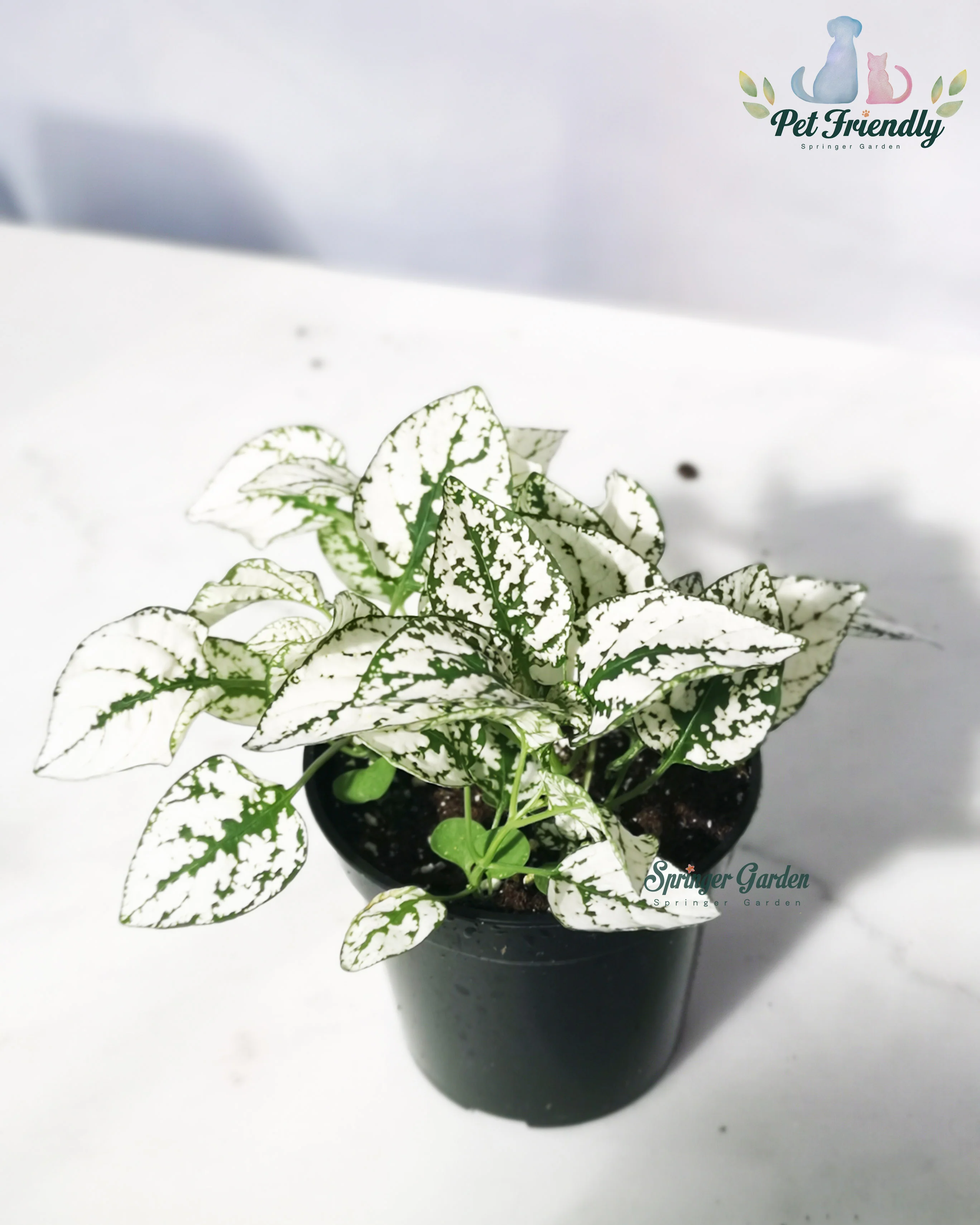 Polka Dot Plant - Image 3