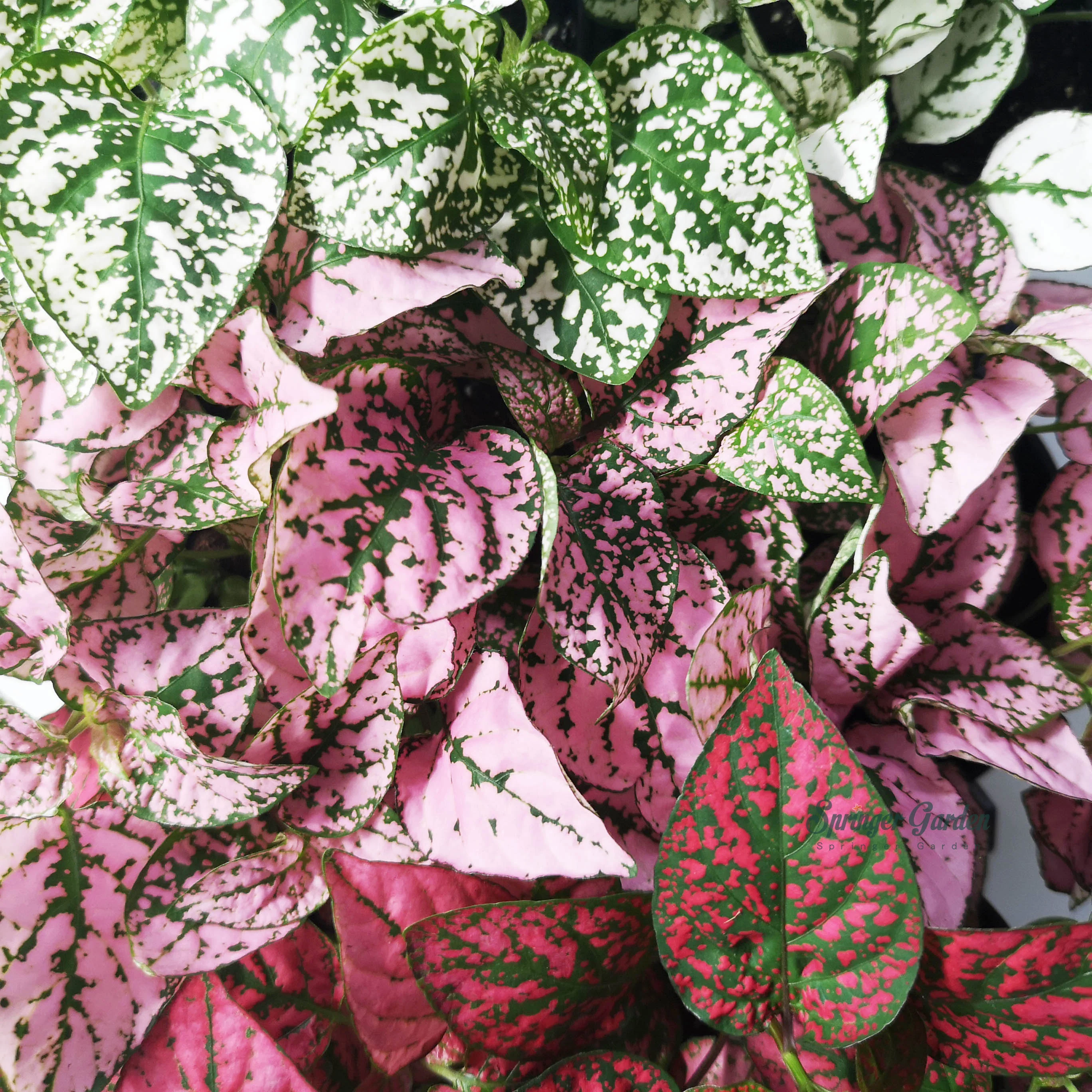 Polka Dot Plant - Image 4