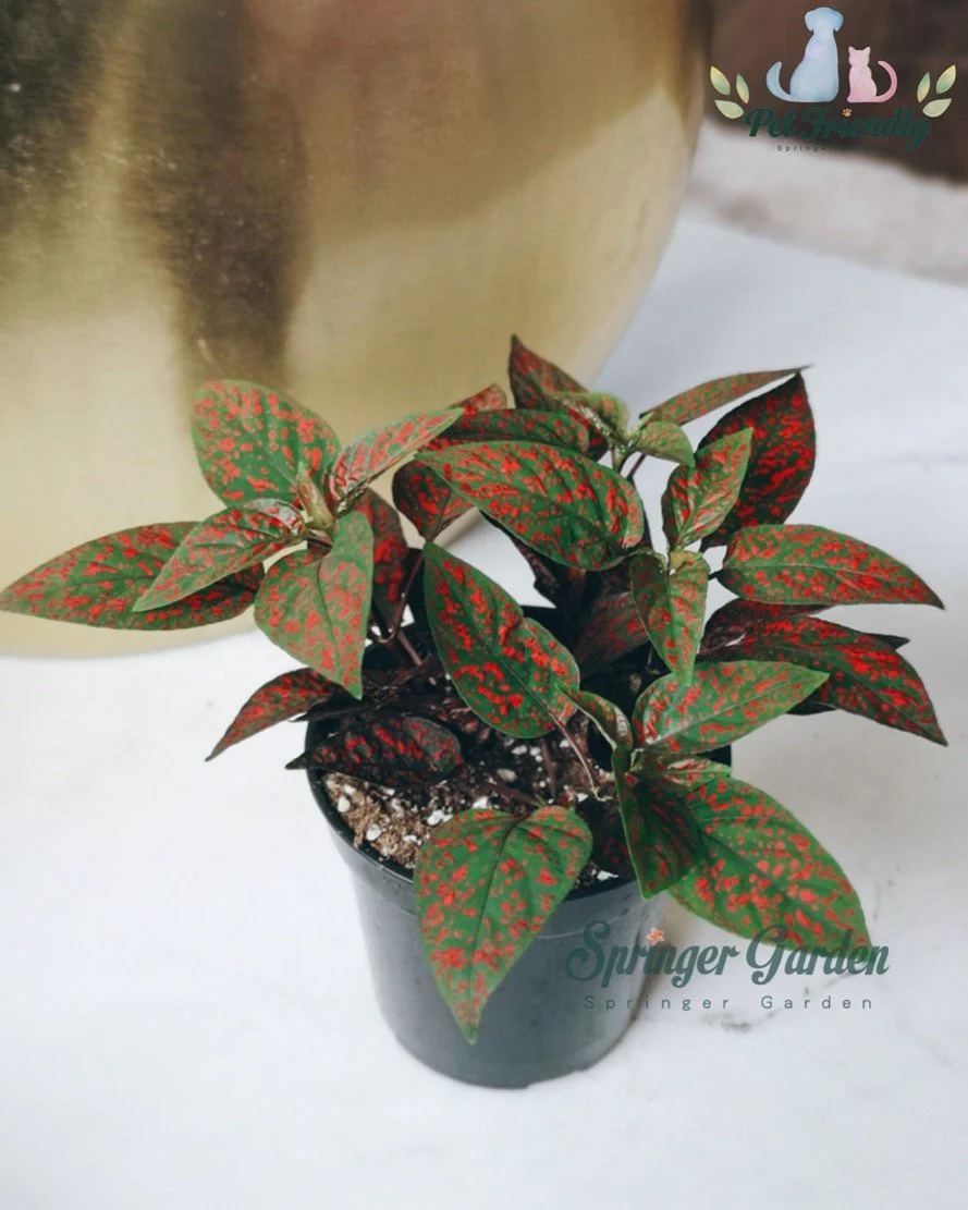 Polka Dot Plant - Image 5