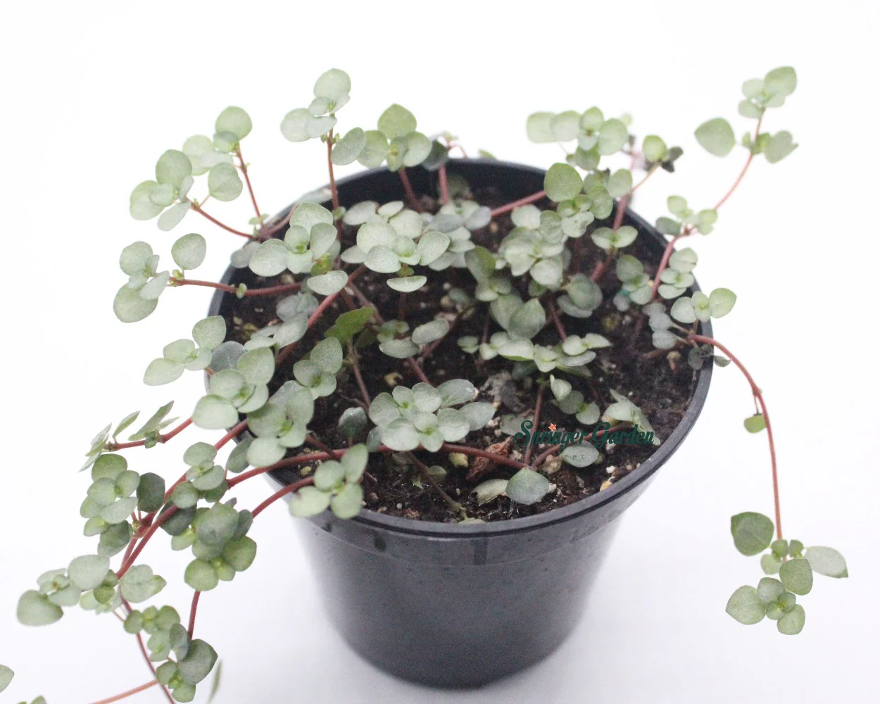 Sedum emarginatum – Chinese Stonecrop - Image 2