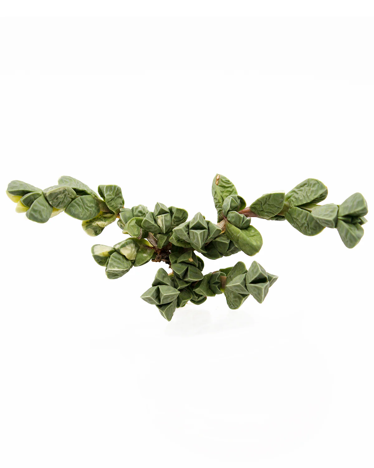 Astrida Velutina var. - Image 3