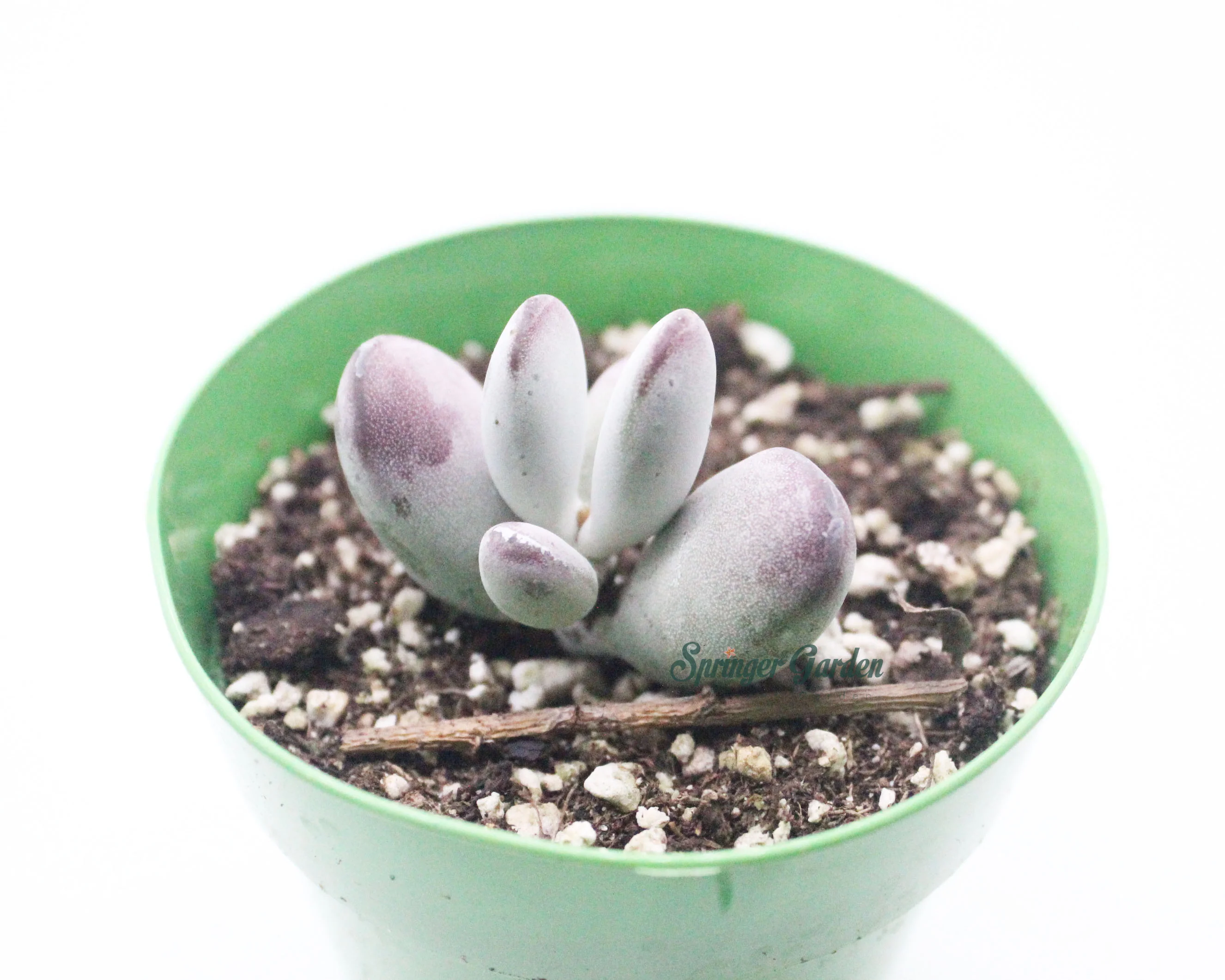 Cotyledon Orbiculata - Image 2