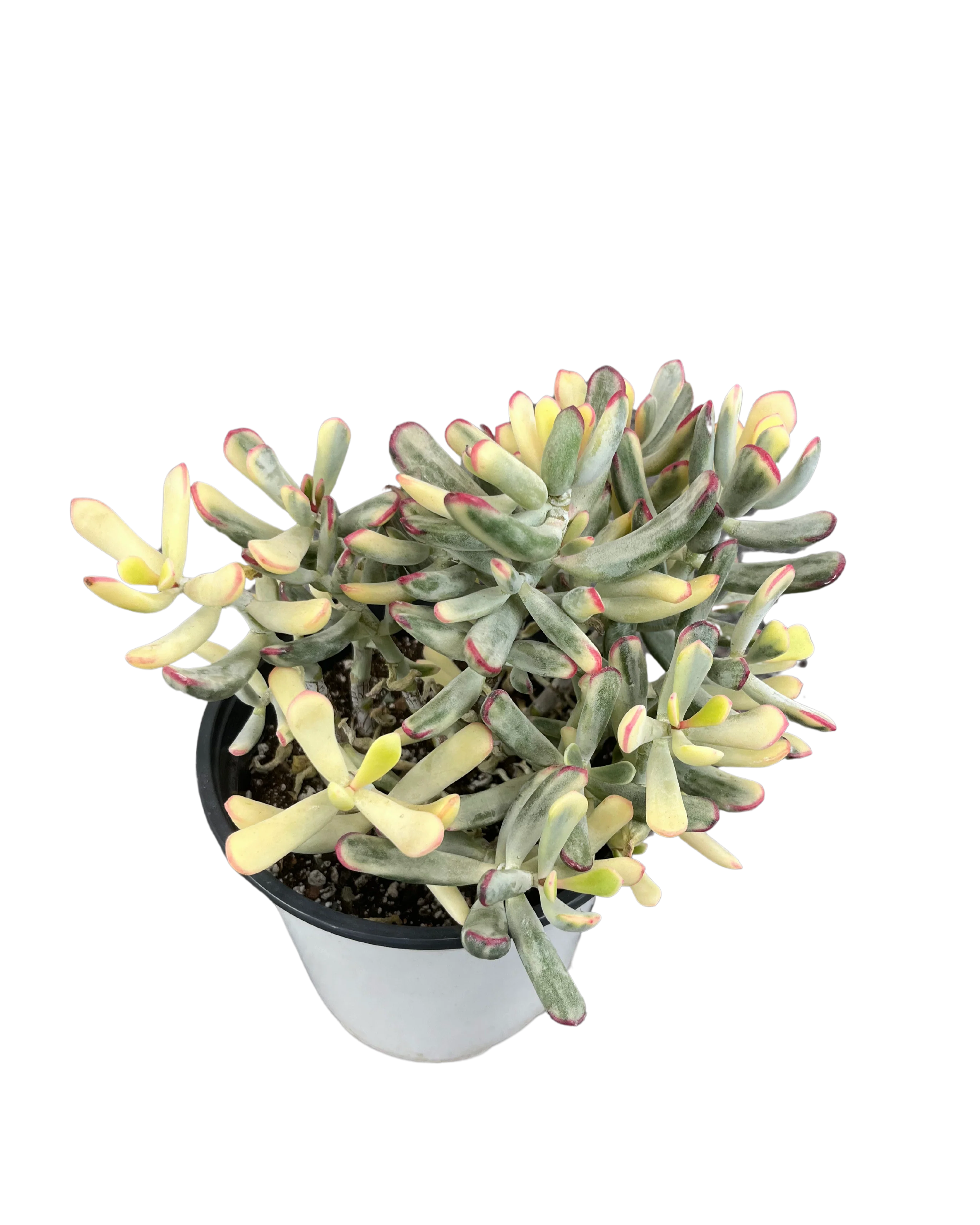 Cotyledon Orbiculate Var. - Long Form - Image 3