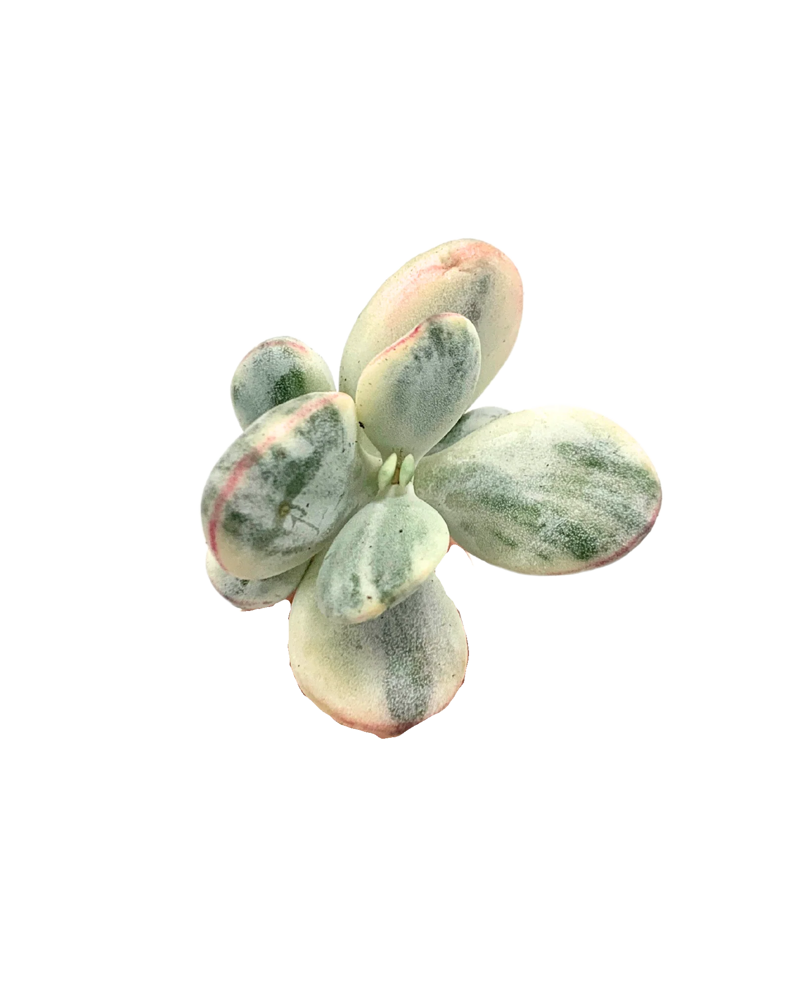Cotyledon Orbiculata Variegated