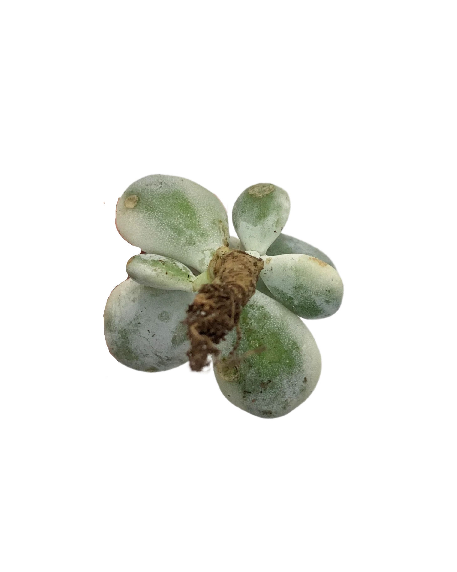Cotyledon Orbiculata Variegated - Image 2