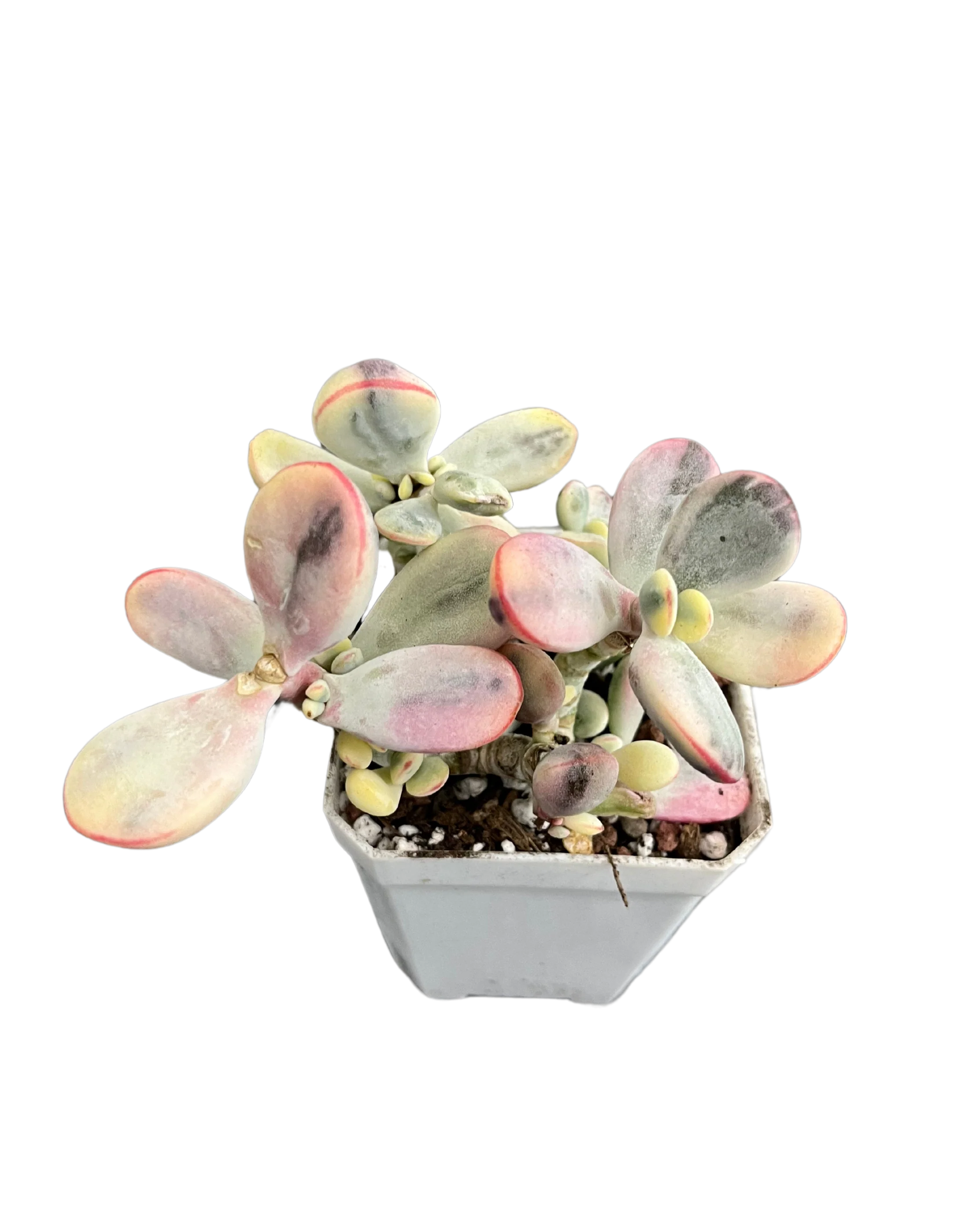 Cotyledon Orbiculata Variegated - Image 3