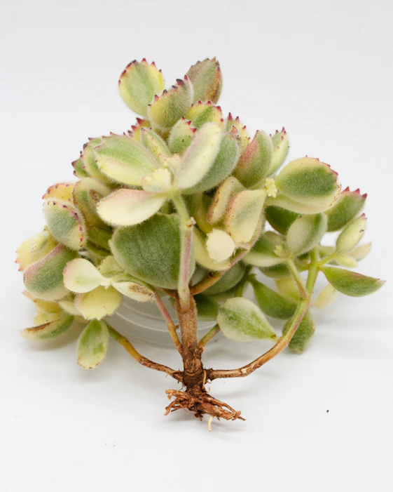 Cotyledon Tomentosa f.var. Rainbow - Image 2
