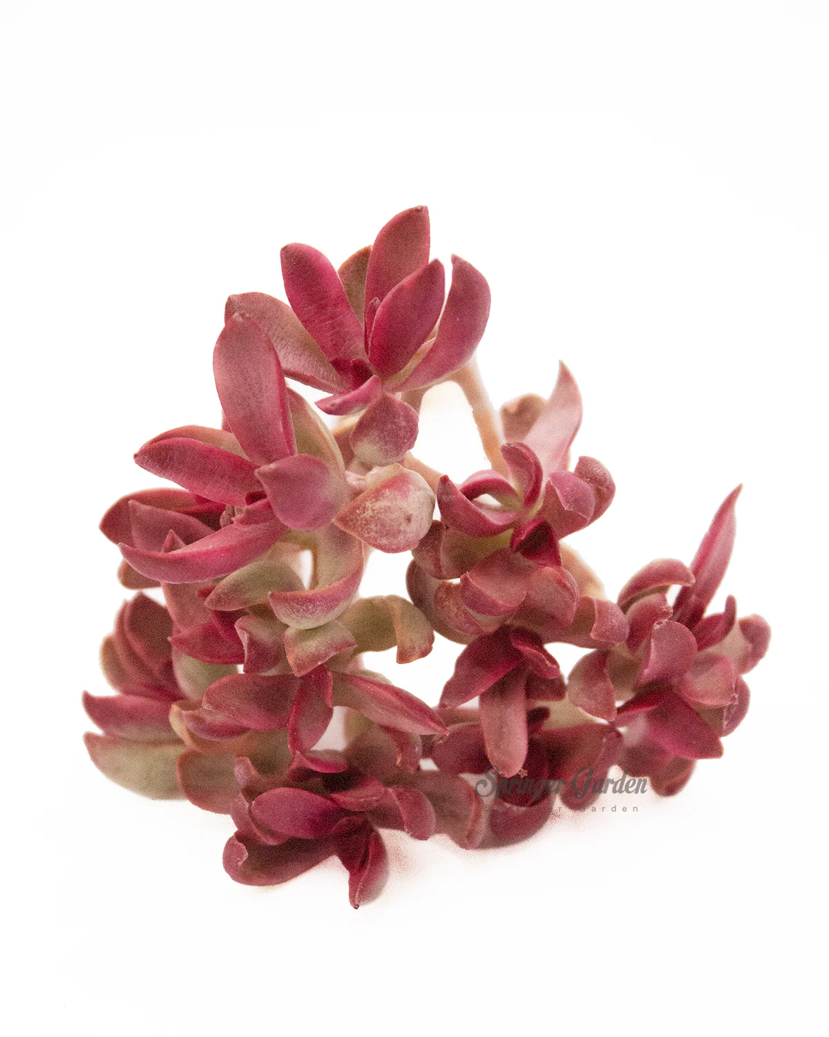 Echeveria Candycaine - Image 2