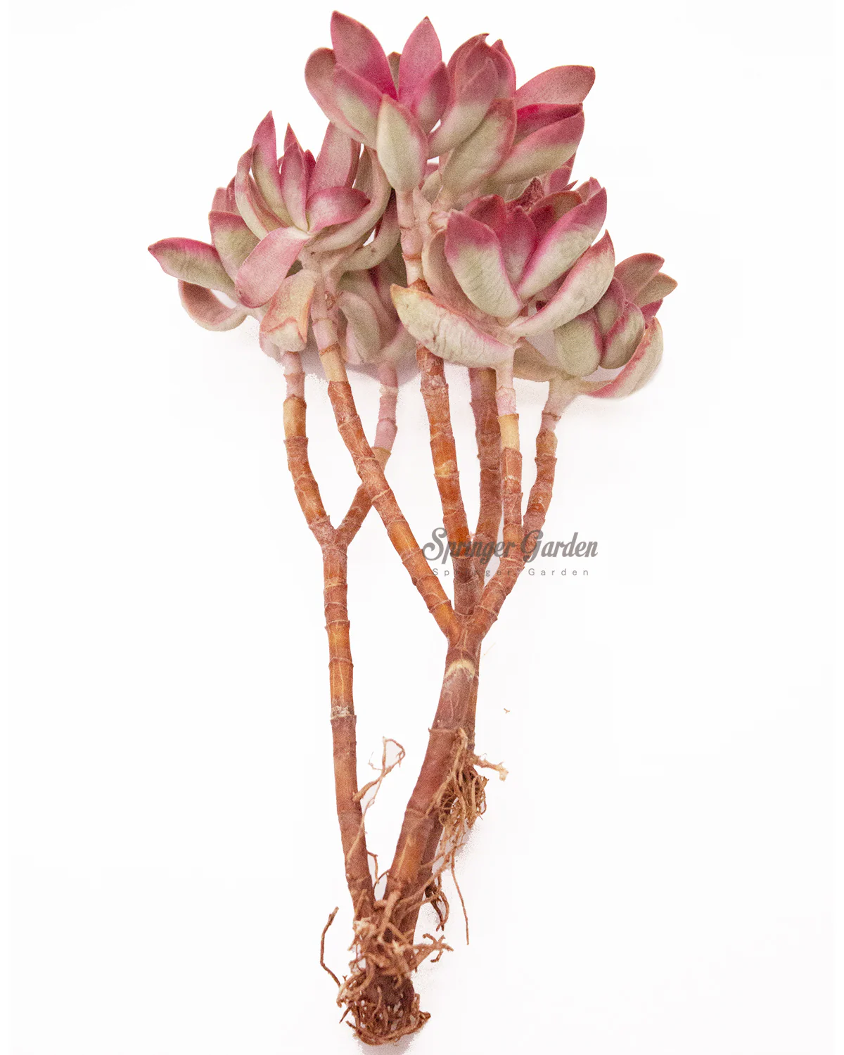 Echeveria Candycaine - Image 3