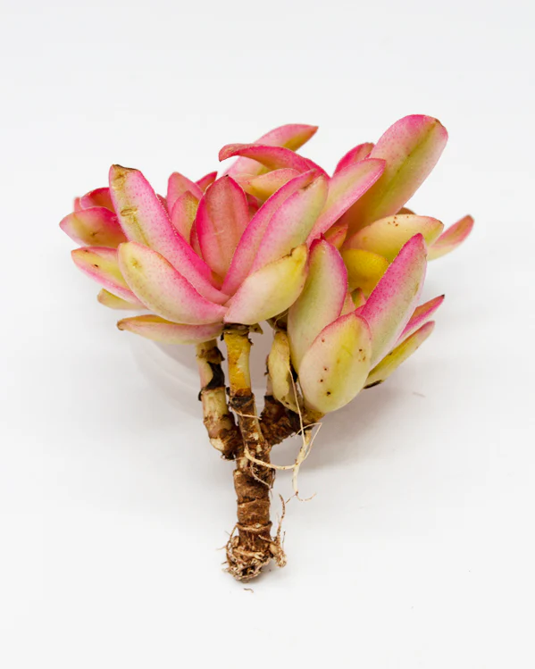 Crassula Capitella Campfire - Image 2