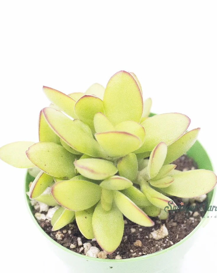Crassula Dejecta - Image 2