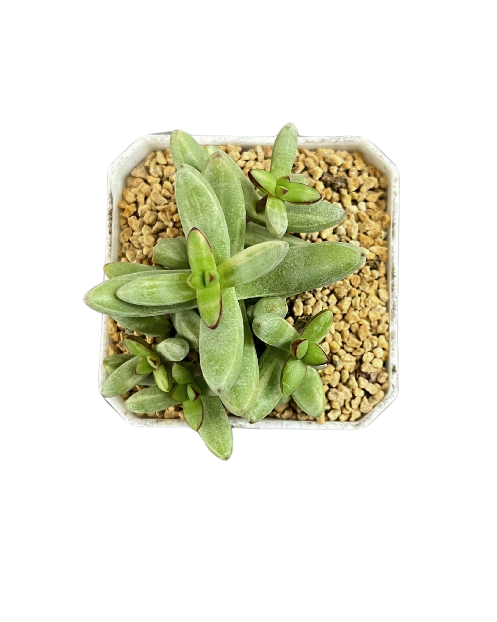 Crassula Herrei H.C. Friedrich Var. - Image 2