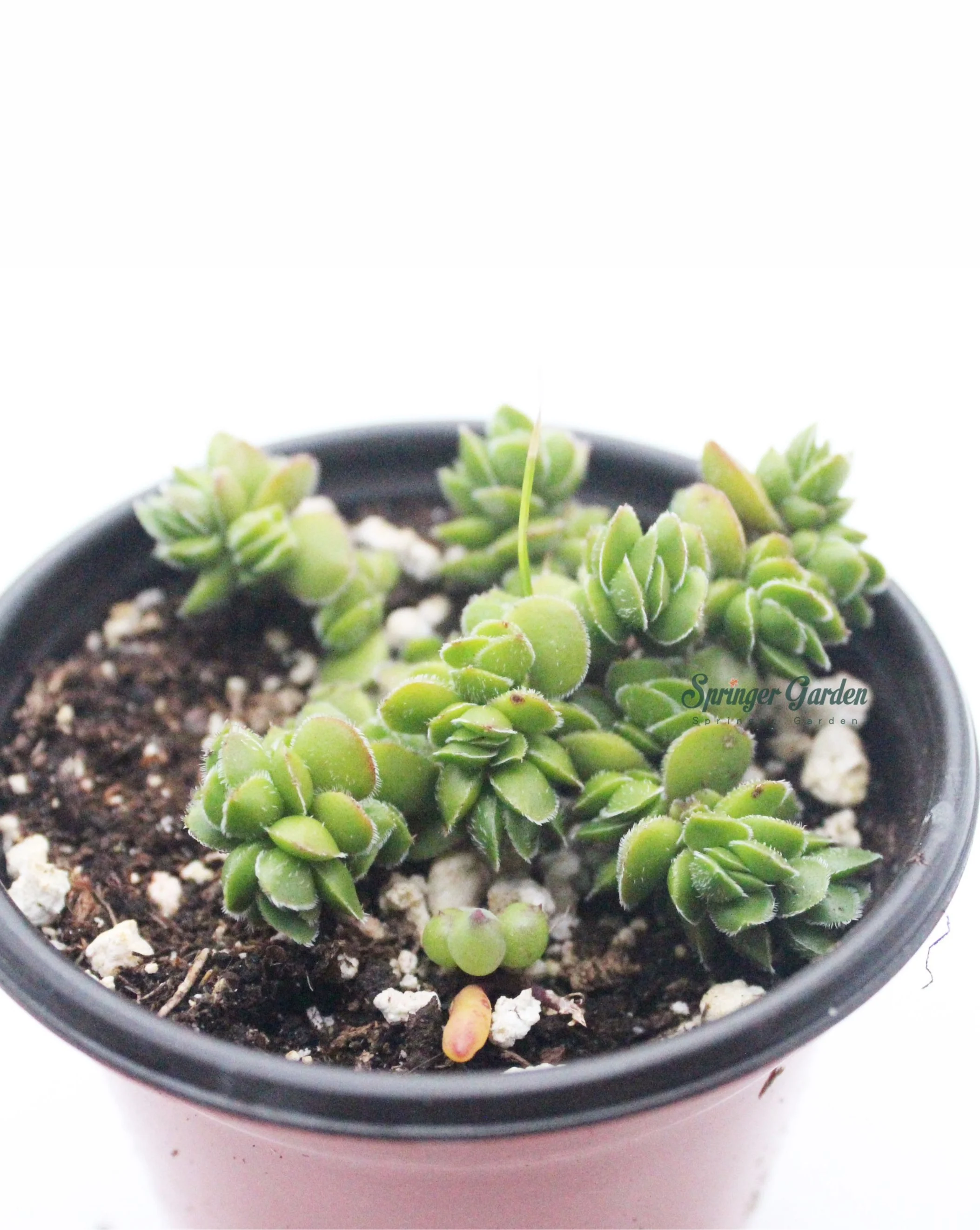Crassula lanuginosa v pachystemon 'David' - Image 2