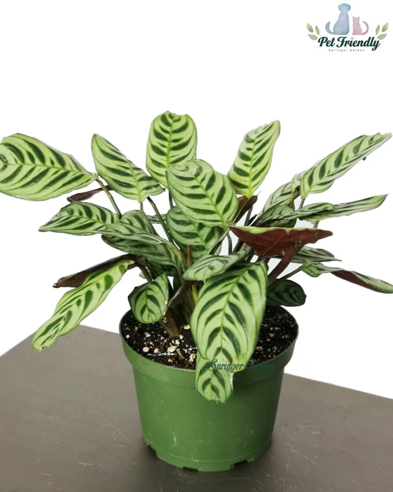 Ctenanthe Burle-Marxii - Image 2