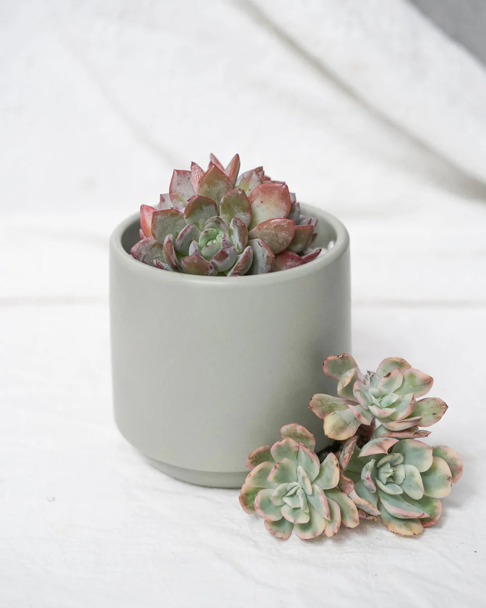 Cups With Saucer - Image 2
