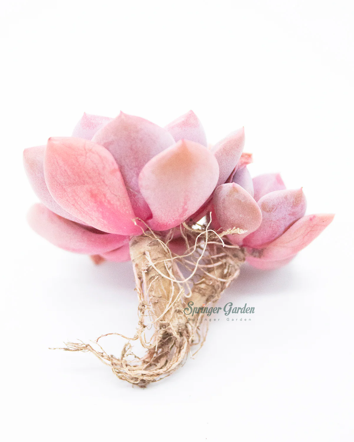 Graptoveria Debbie - Image 2
