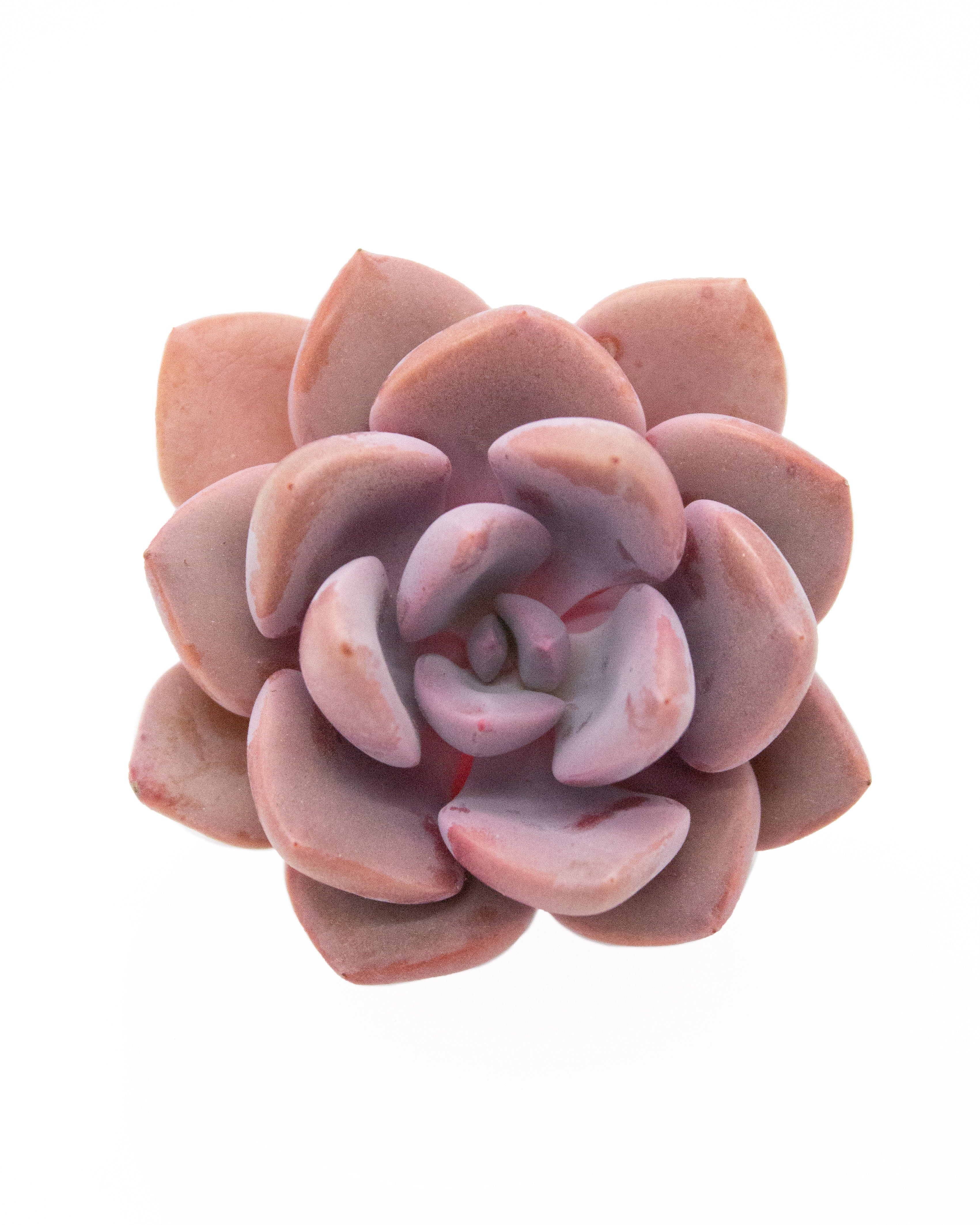 Graptoveria Debbie - Image 3