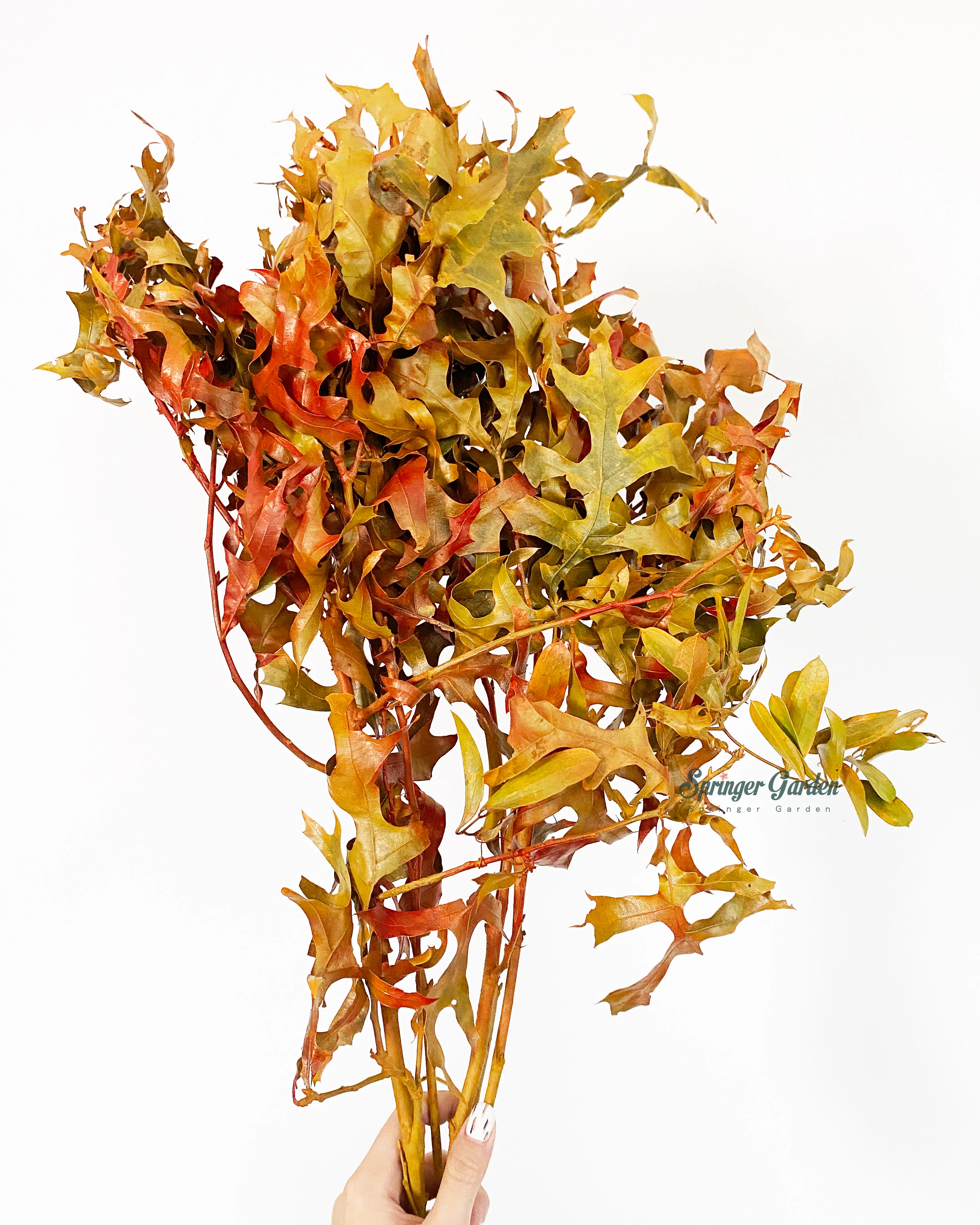 Dry Oak Leaves / Stem