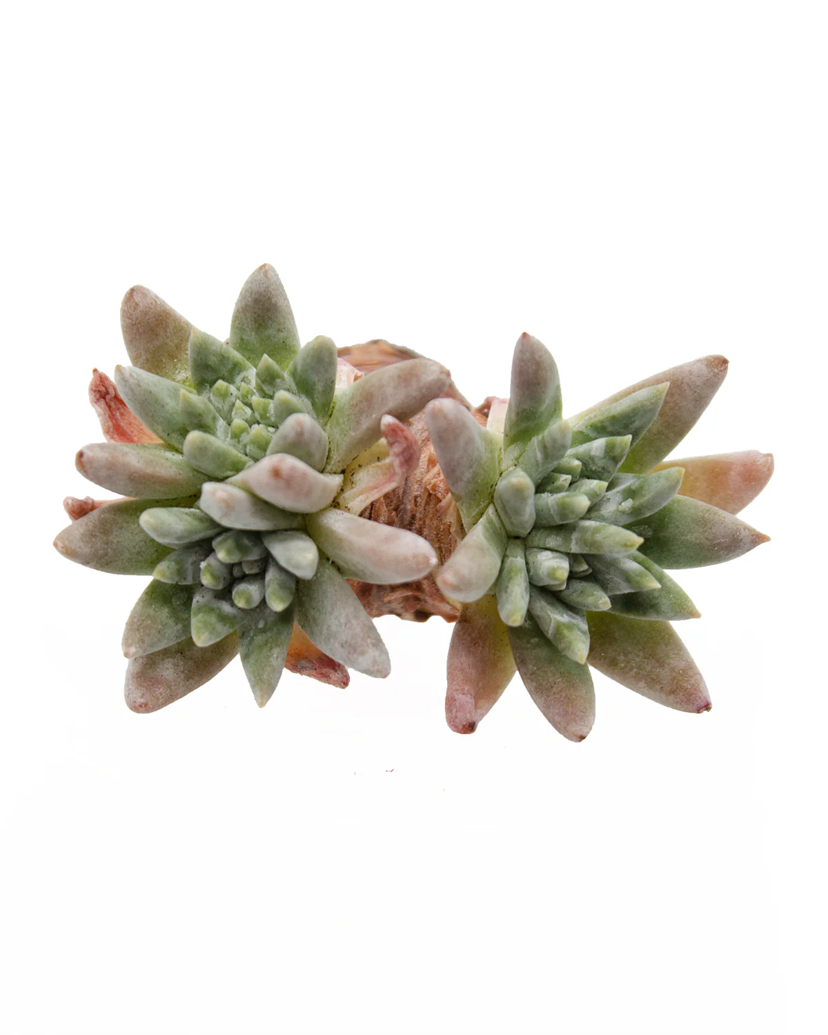 Dudleya Gnoma - Image 2