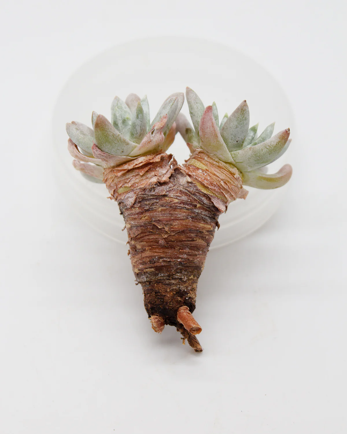 Dudleya Gnoma - Image 4