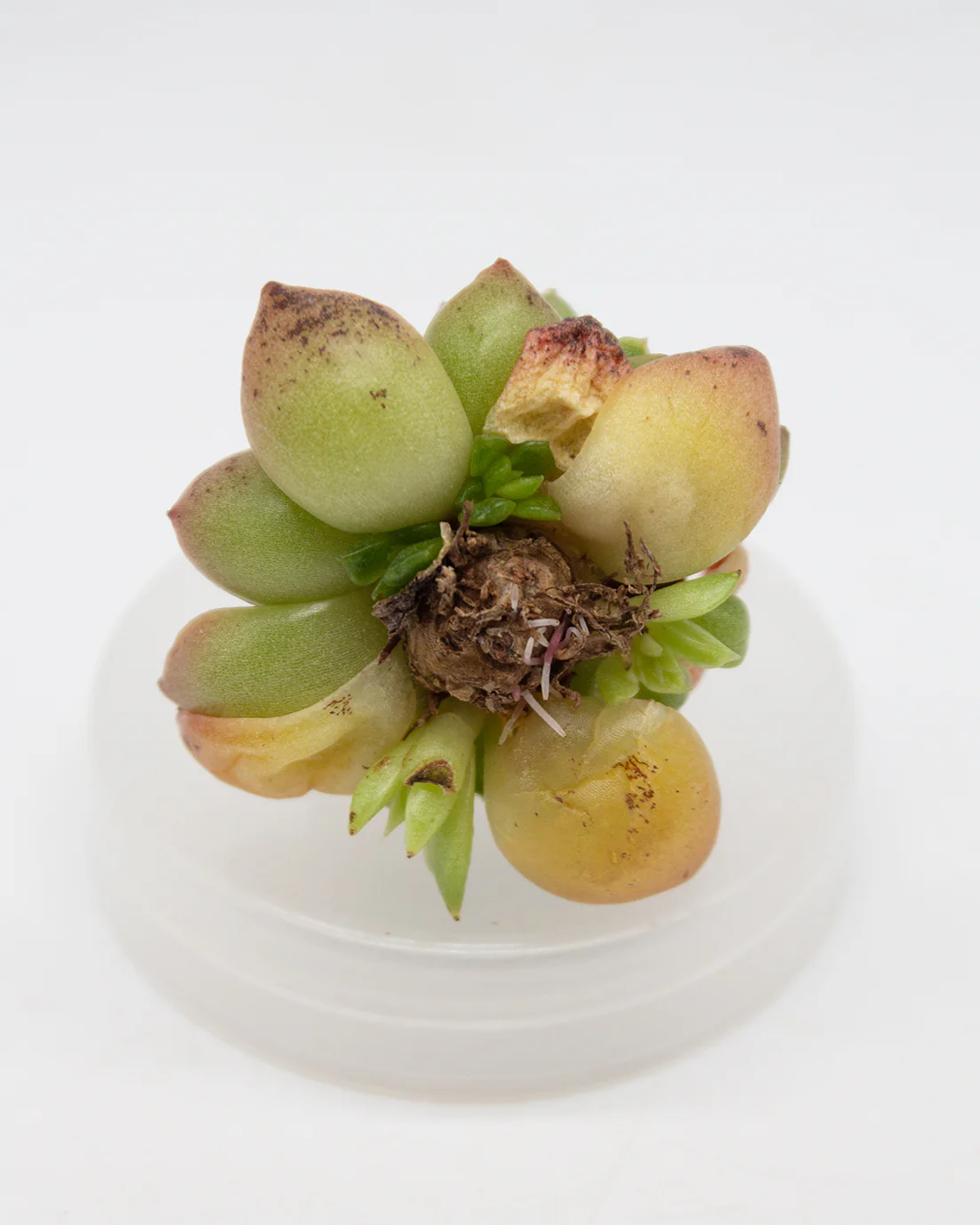 Ecehveira Redwine Peach - Image 2