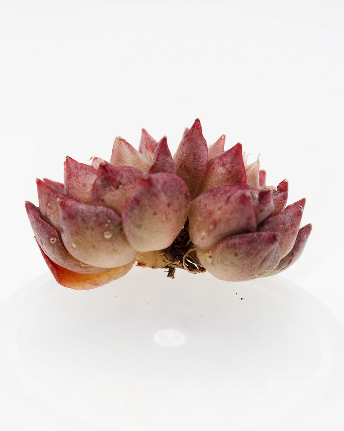 Echeveria Sea Shell - Image 2