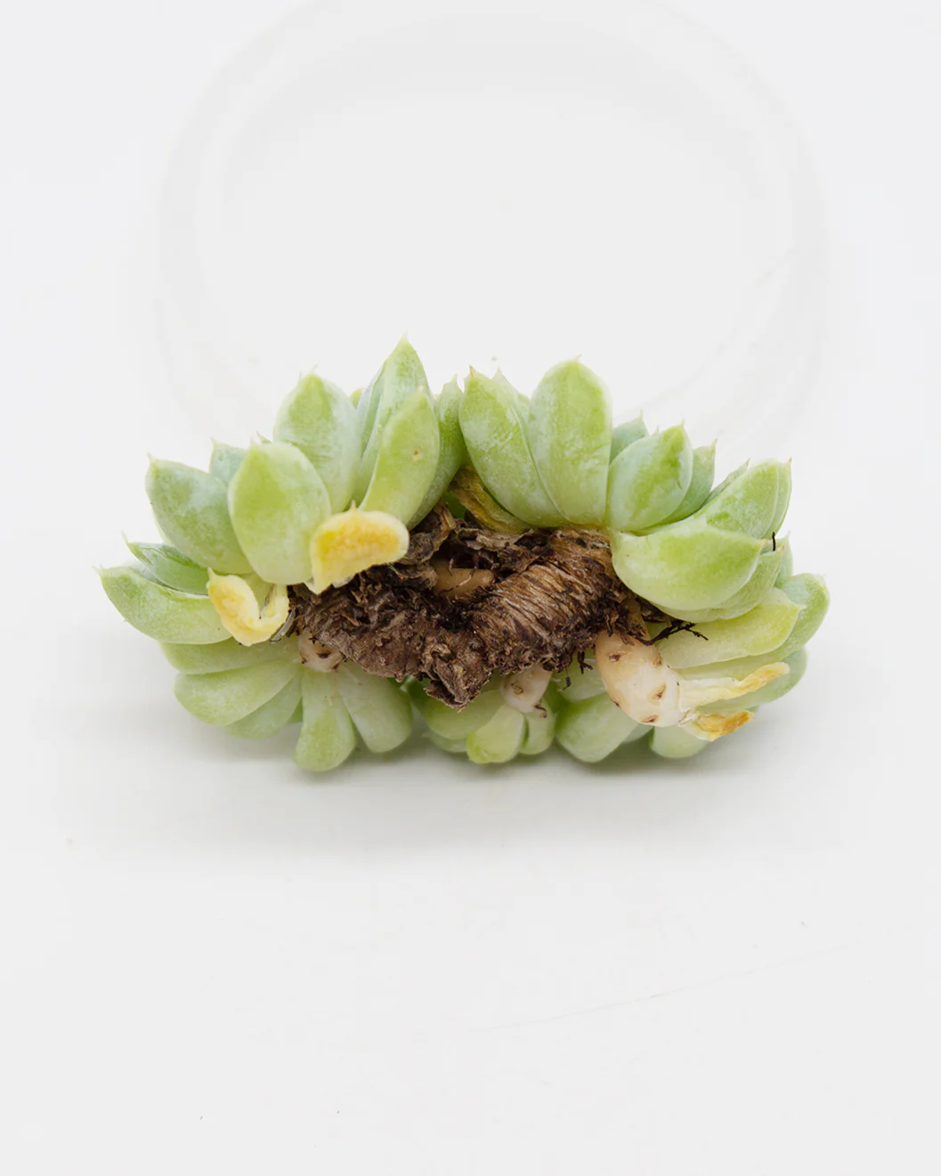 Echeveria Crottin - Image 2