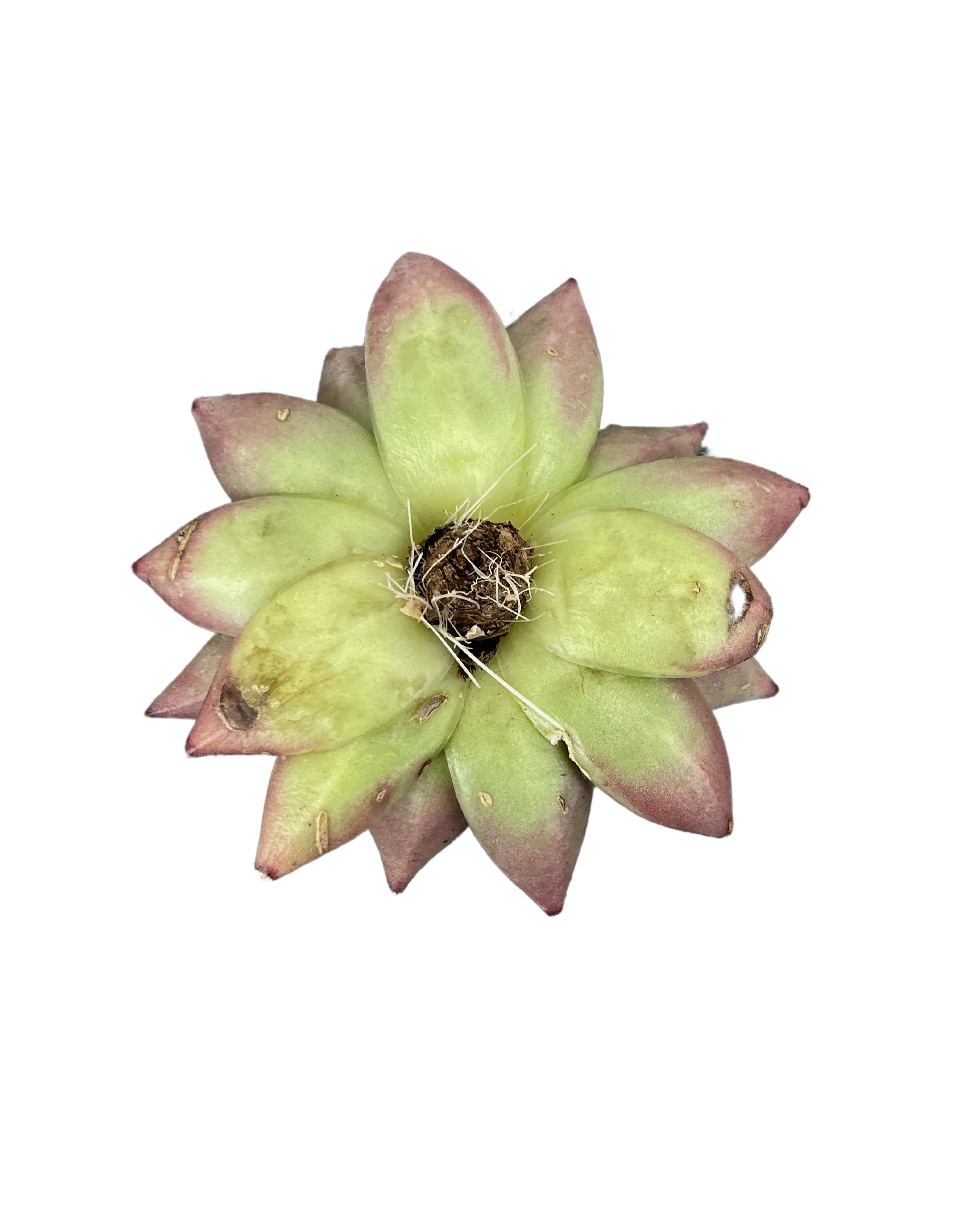 Echeveria Agavoides Ebony - Large - Image 2