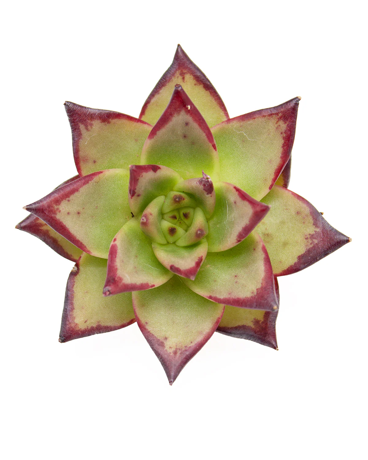 Echeveria Agavoides Ebony - Large - Image 3