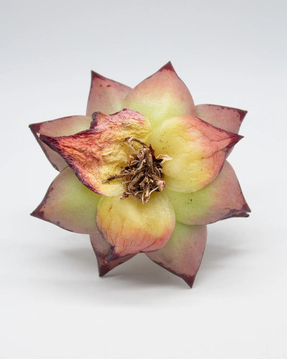 Echeveria Agavoides Ebony - Large - Image 4