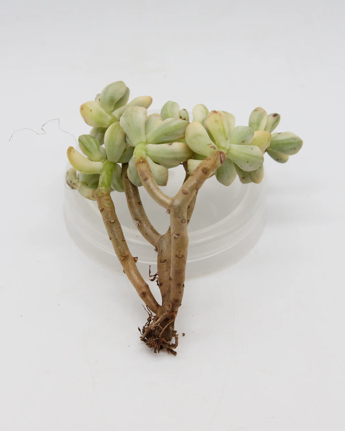 Sedum "Jelly Bean Mickey" var. - Image 2