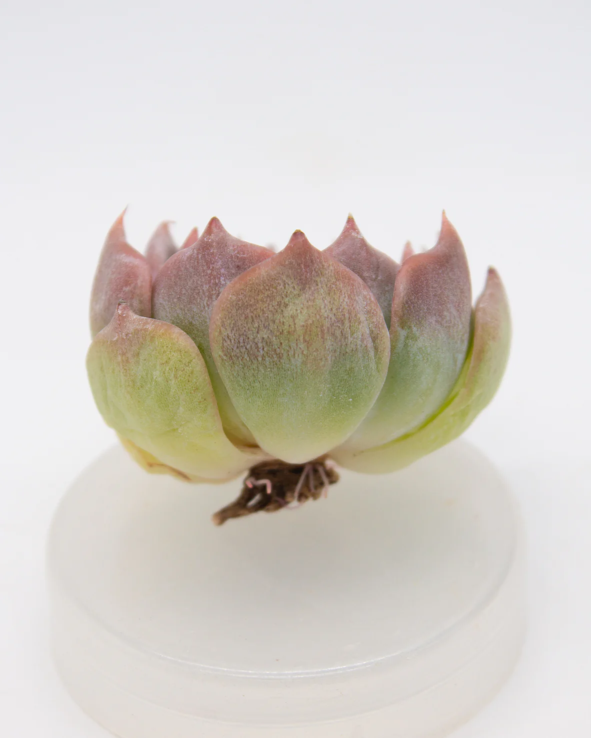 Echeveria Pikachu - Image 2