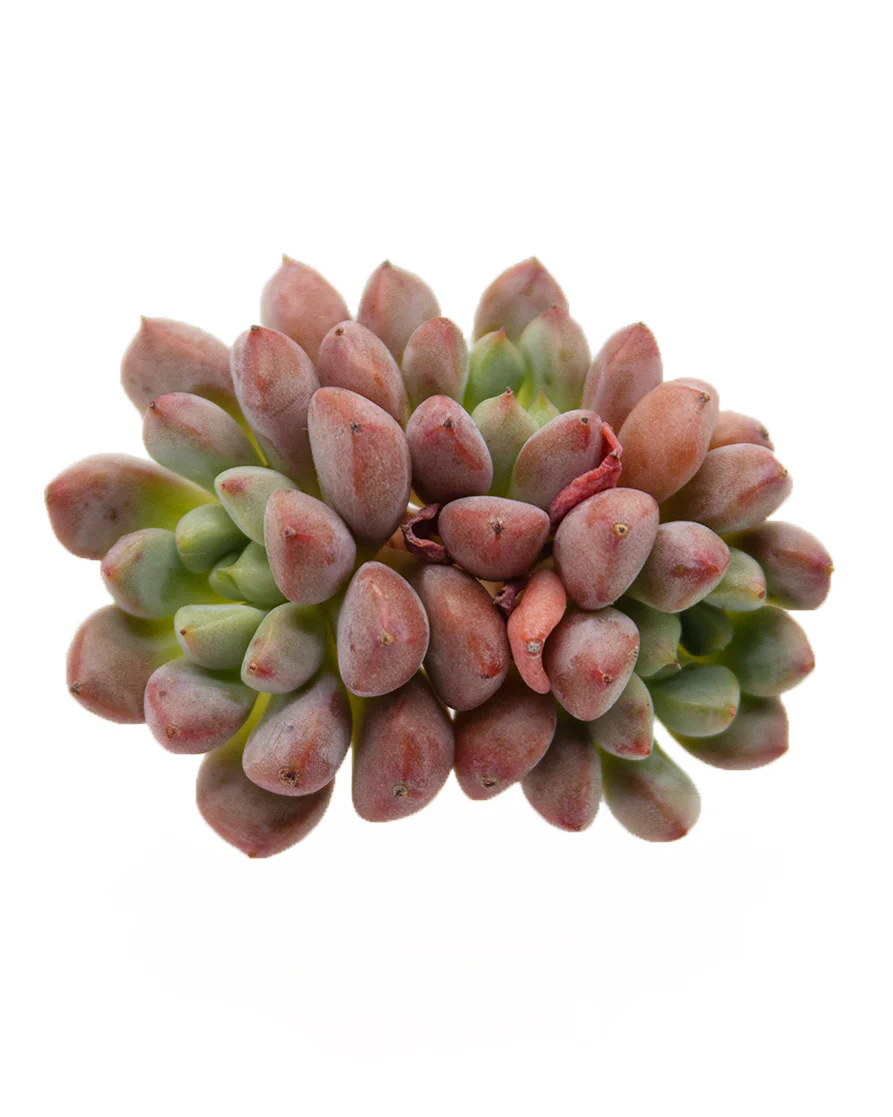 Echeveria Pink Peach