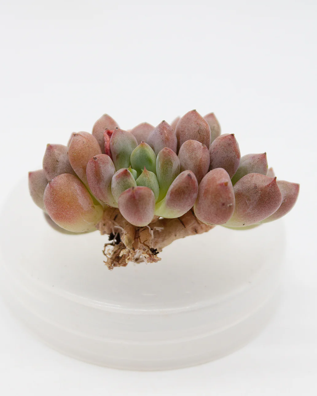 Echeveria Pink Peach - Image 2