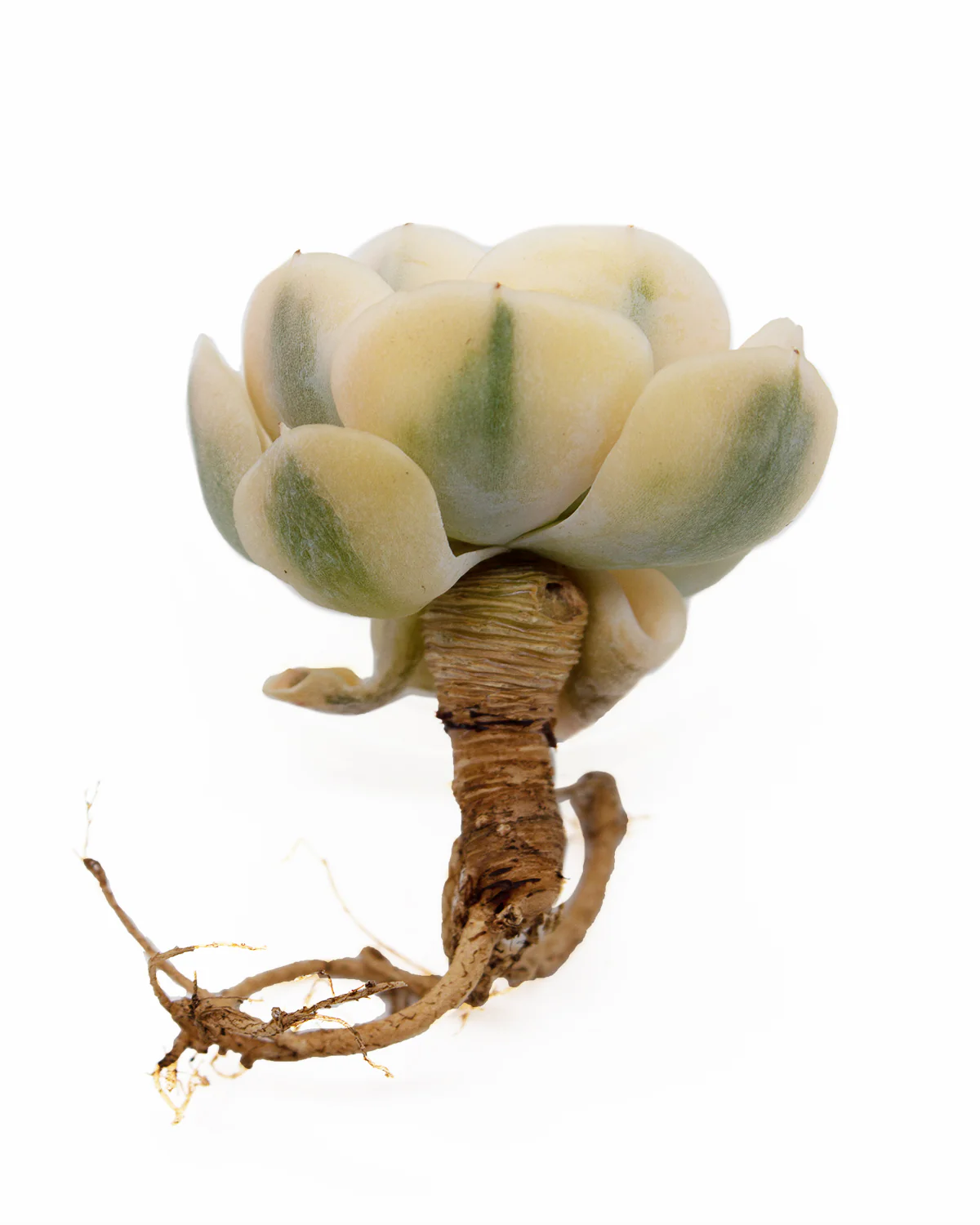 Echeveria Agavoides Akaihosi - Image 2