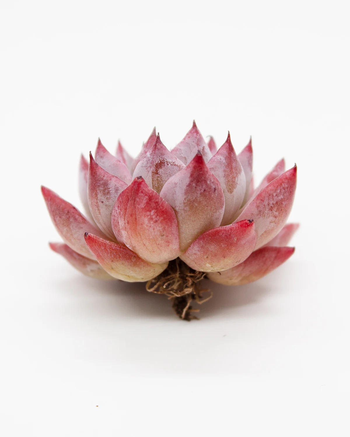 Echeveria Agavoides Black Swan - Image 4