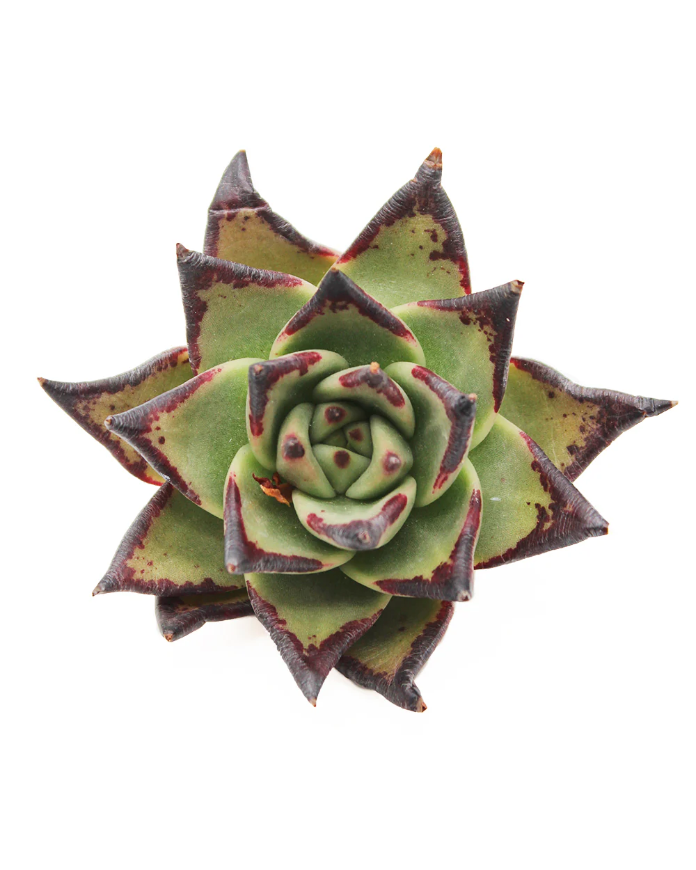 Echeveria Agavoides Ebony - Image 2