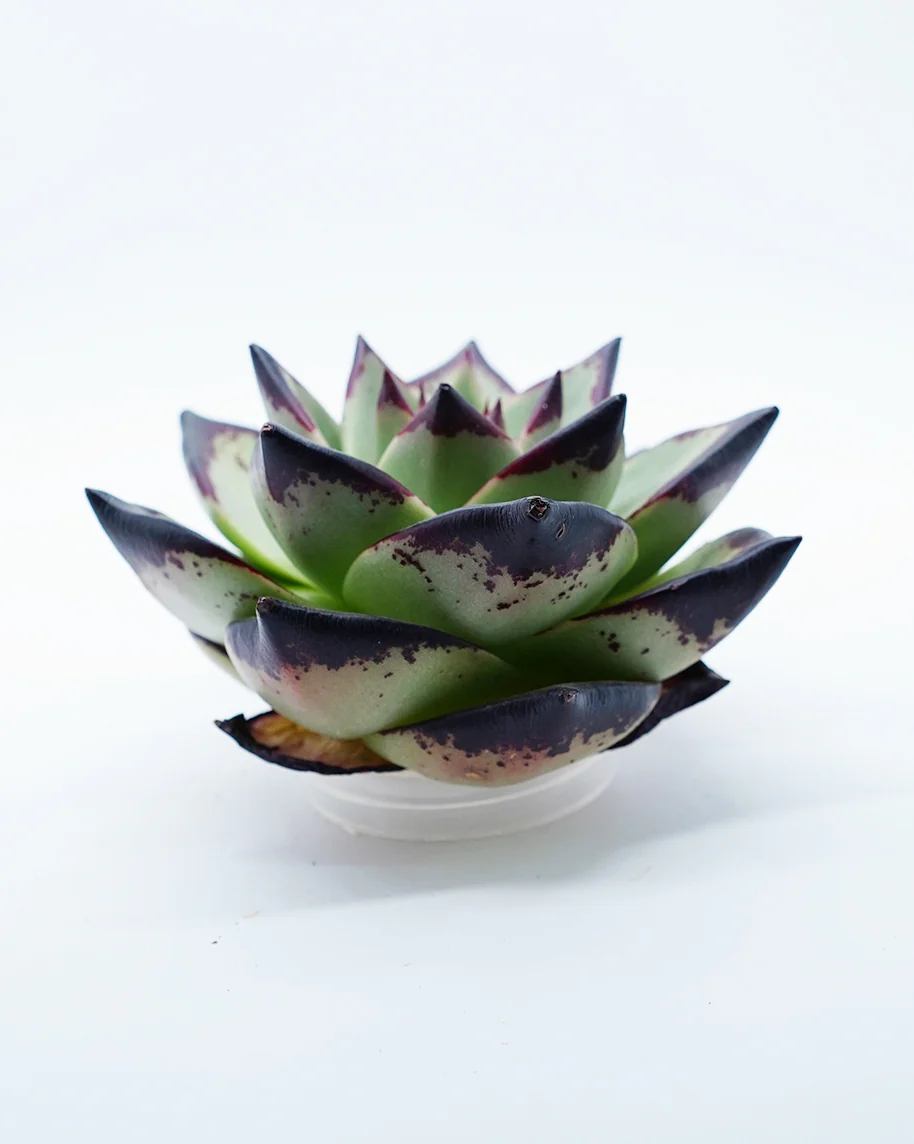 Echeveria Agavoides Ebony - Image 3