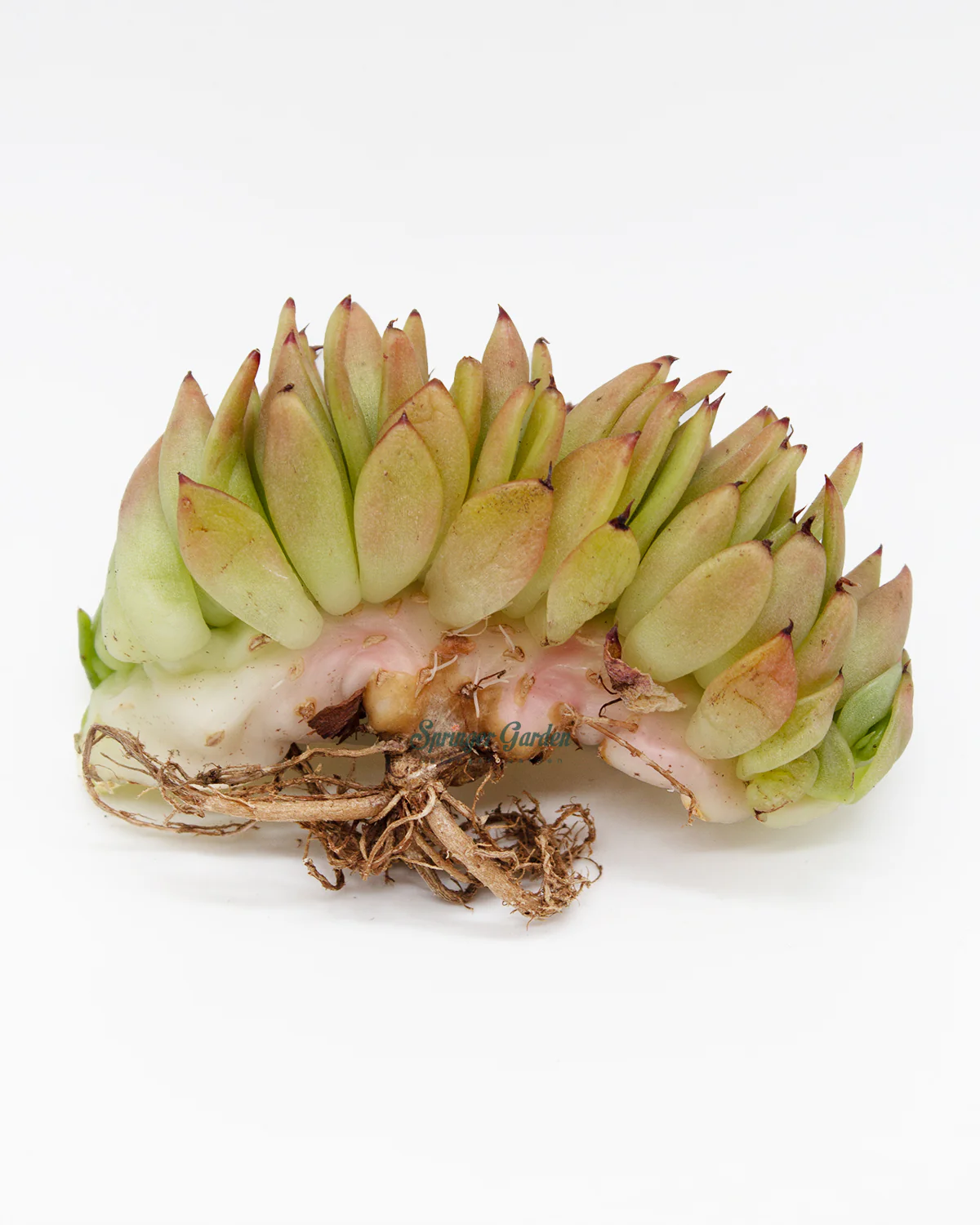Echeveria Agavoides "Elkhorn' Crested - Image 2