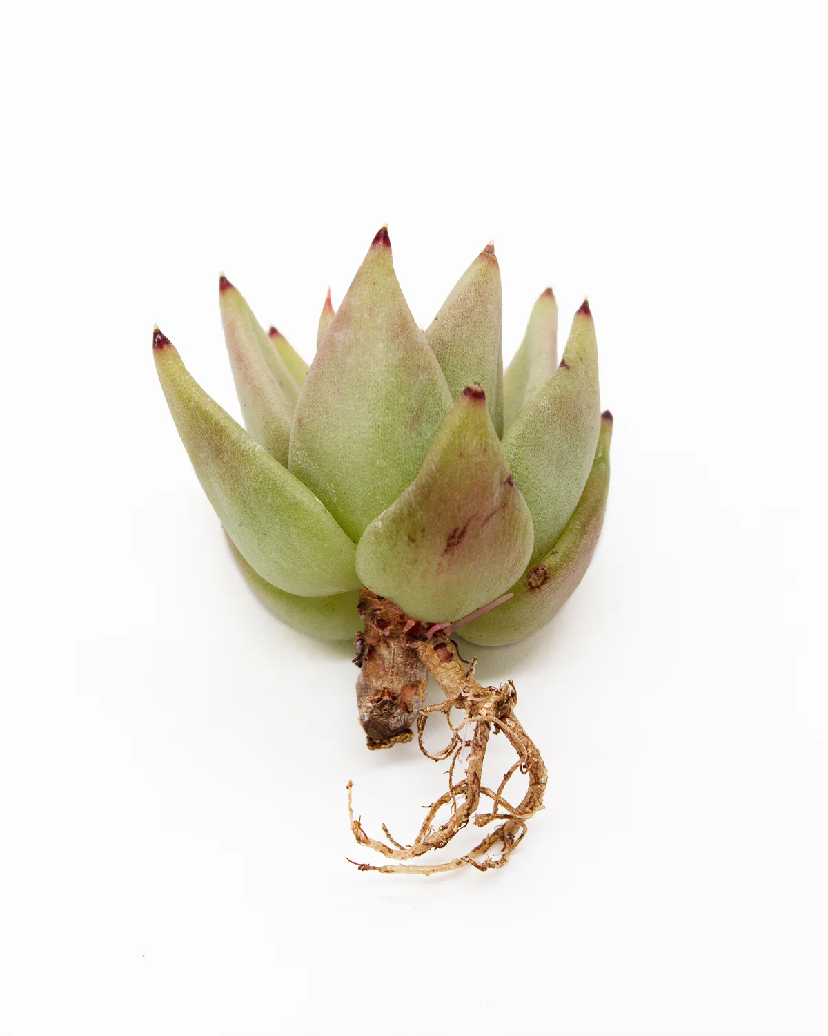 Echeveria Agavoides Gold Luxury - Image 2