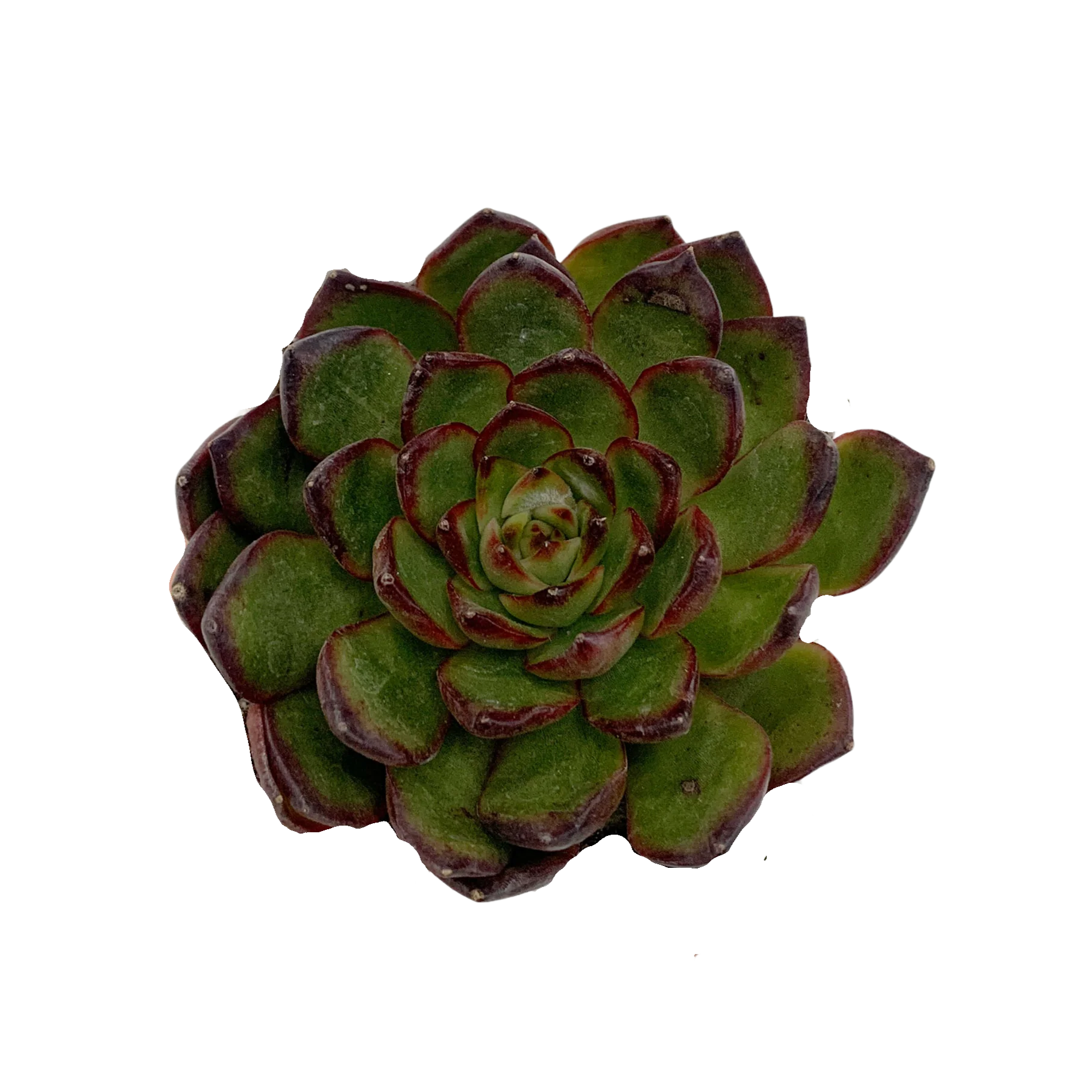 Echeveria Agavoides Lipstick