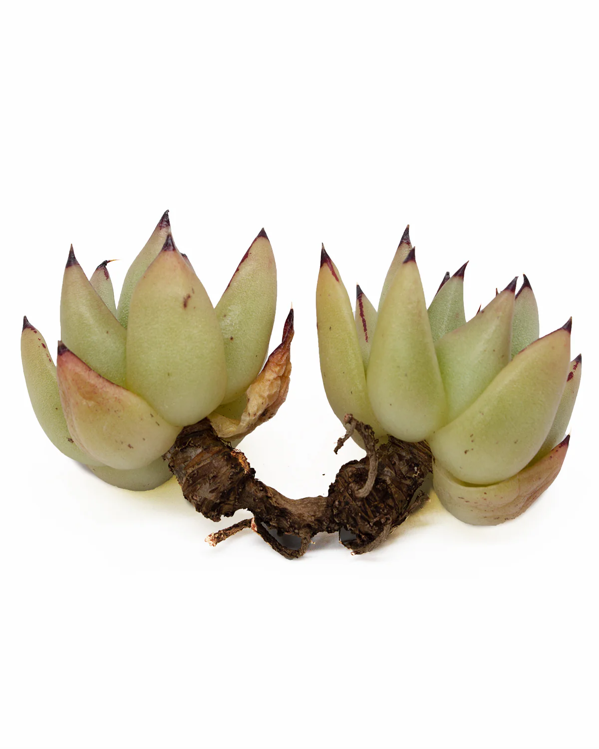 Echeveria Agavoides Maria - Image 2