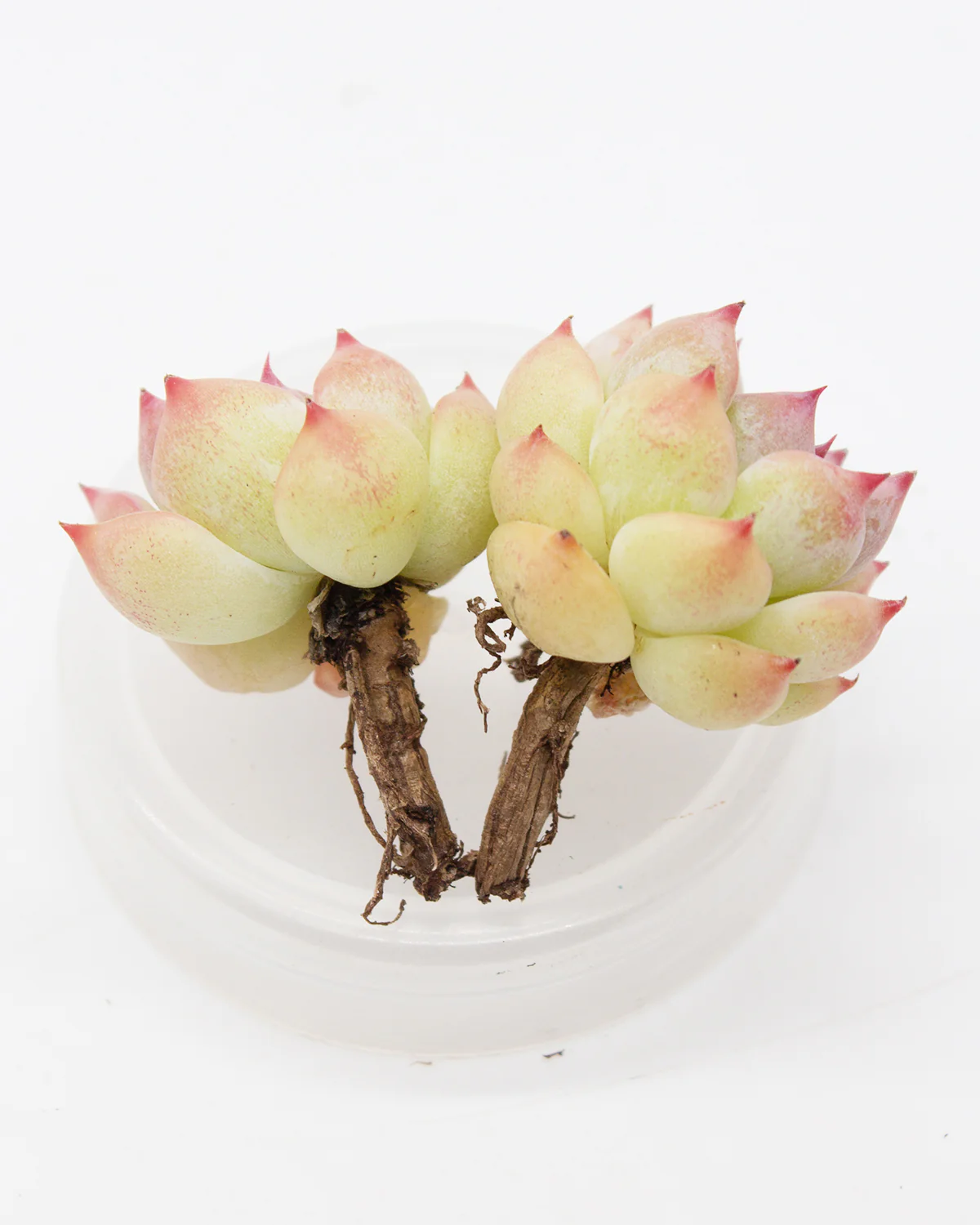 Echeveria Agavoides Maria - Image 3