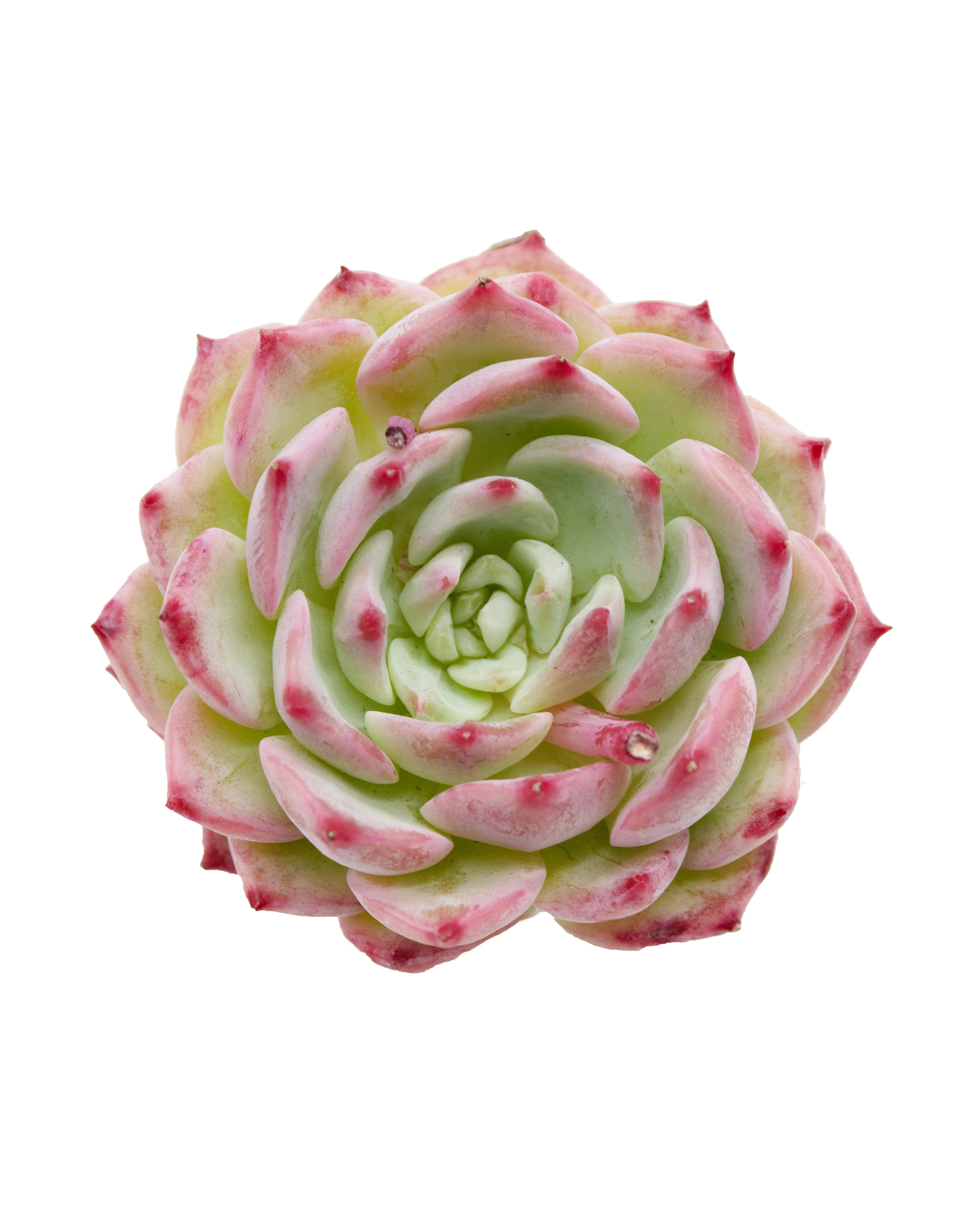 Echeveria Agavoides Maria - Image 4