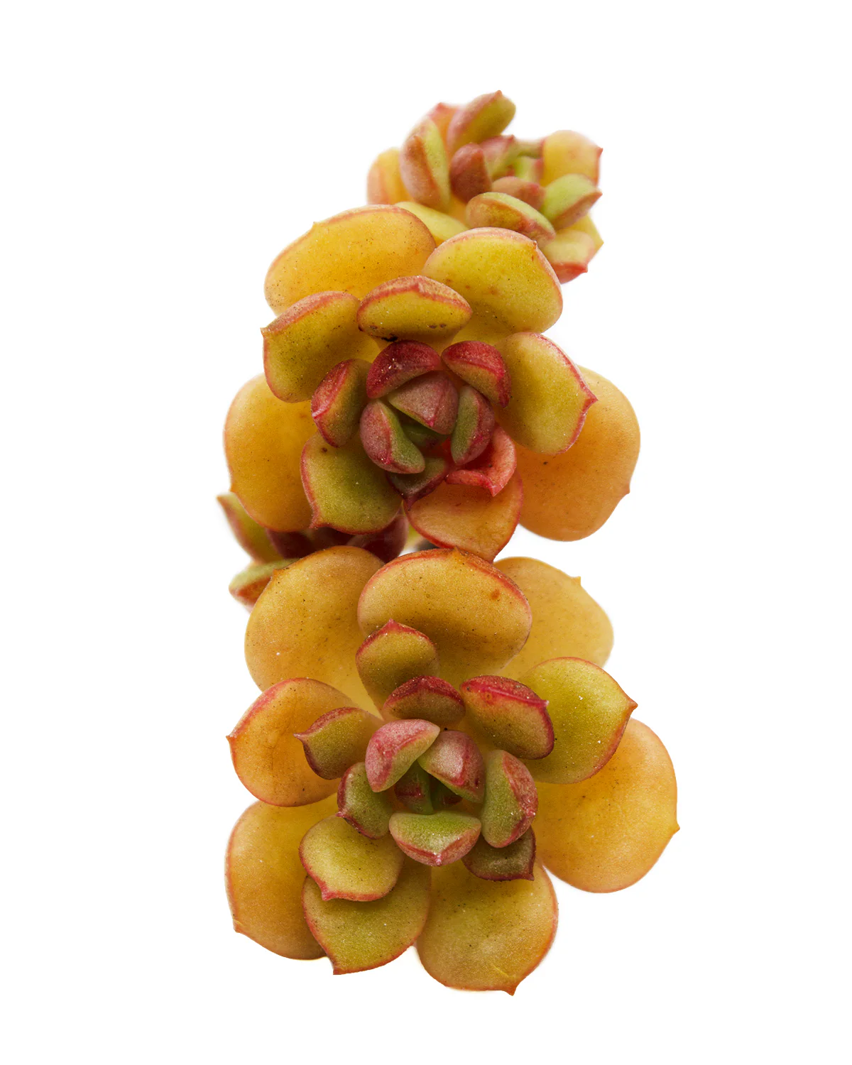 Echeveria Agnes Rose - Image 2